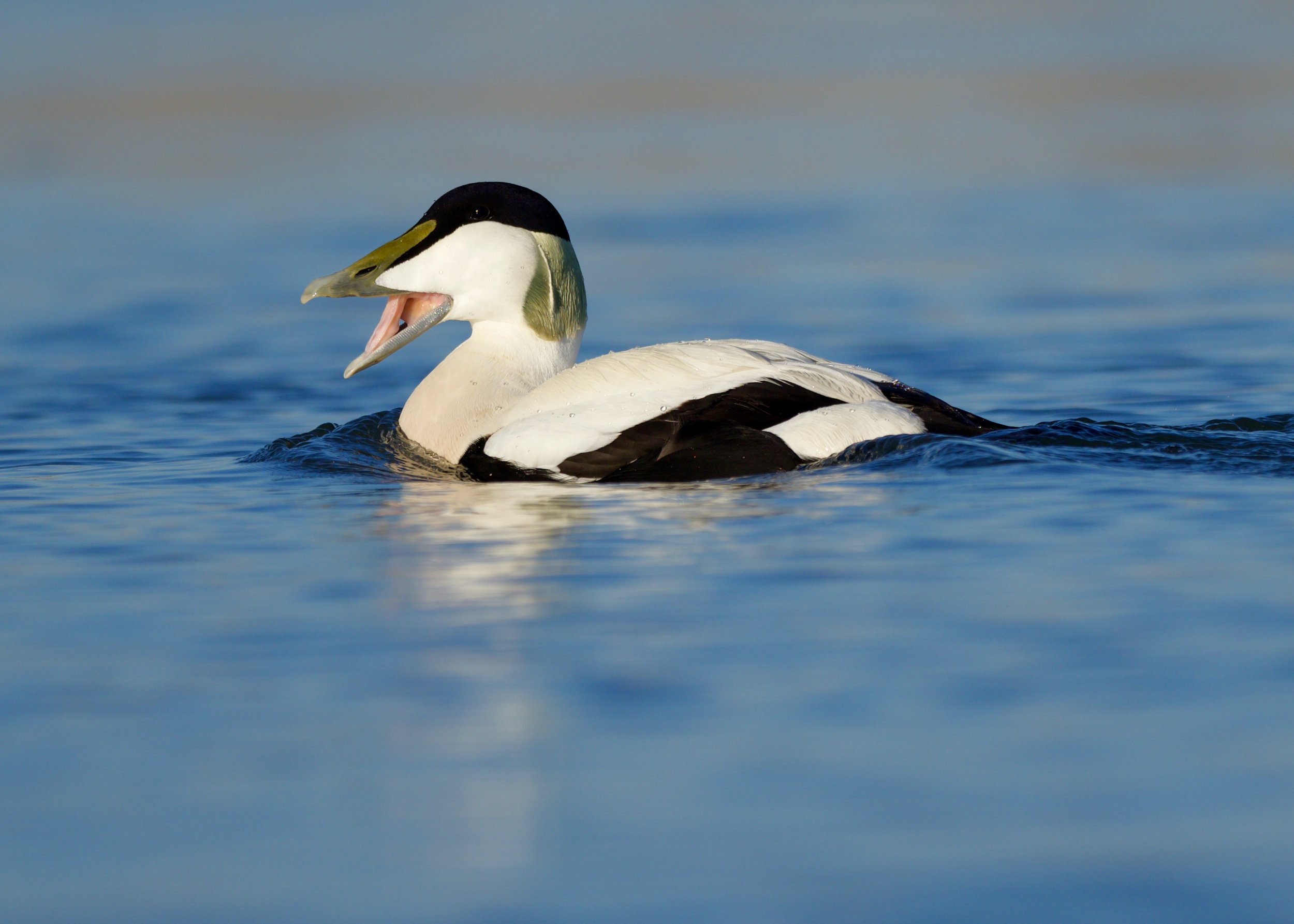 Wild Discovery_Eider_D Brown.jpeg