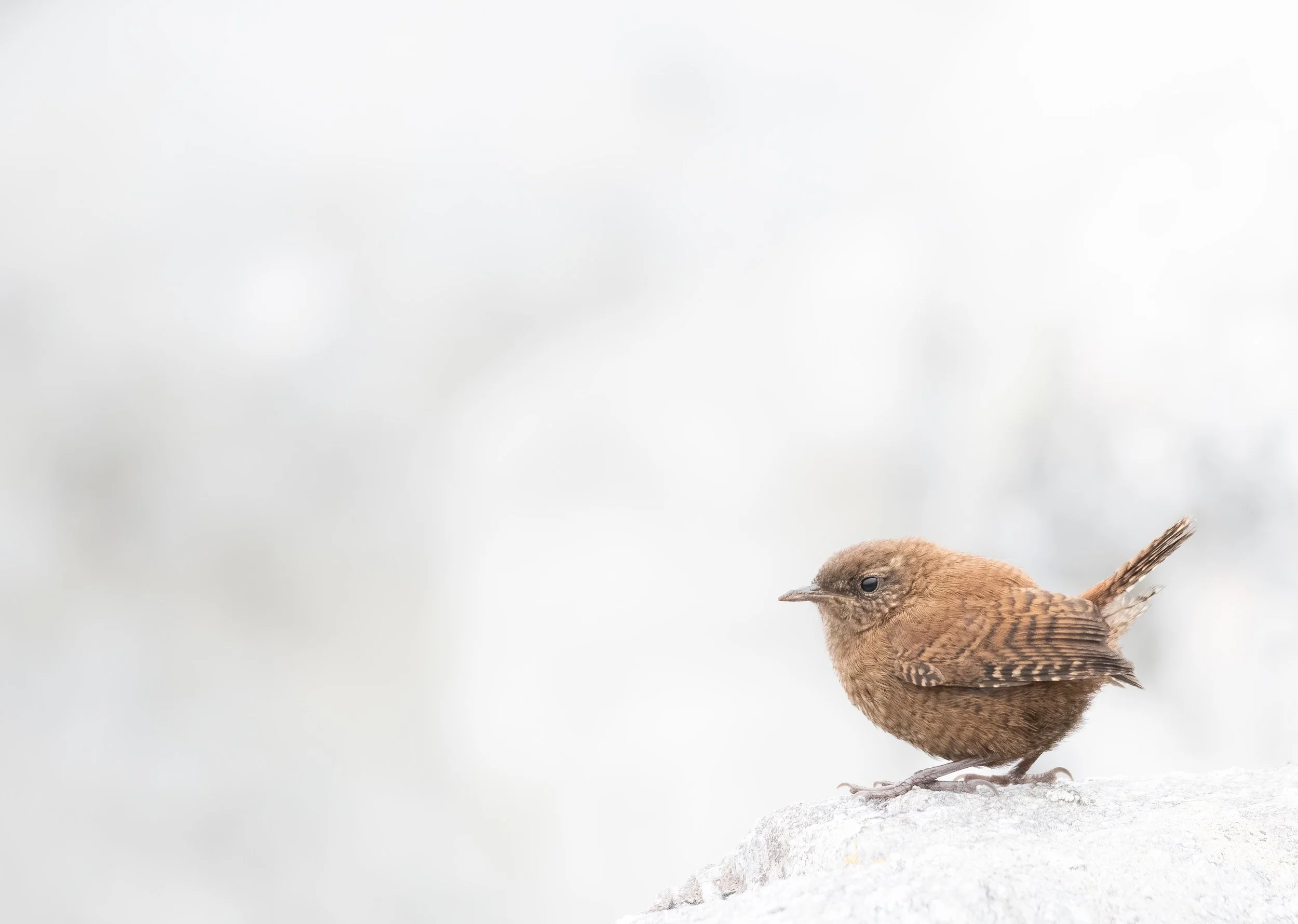 We will also enjoy some 'non-seabirds' including the diminutive Shetland Wren ©Rachel Bigsby