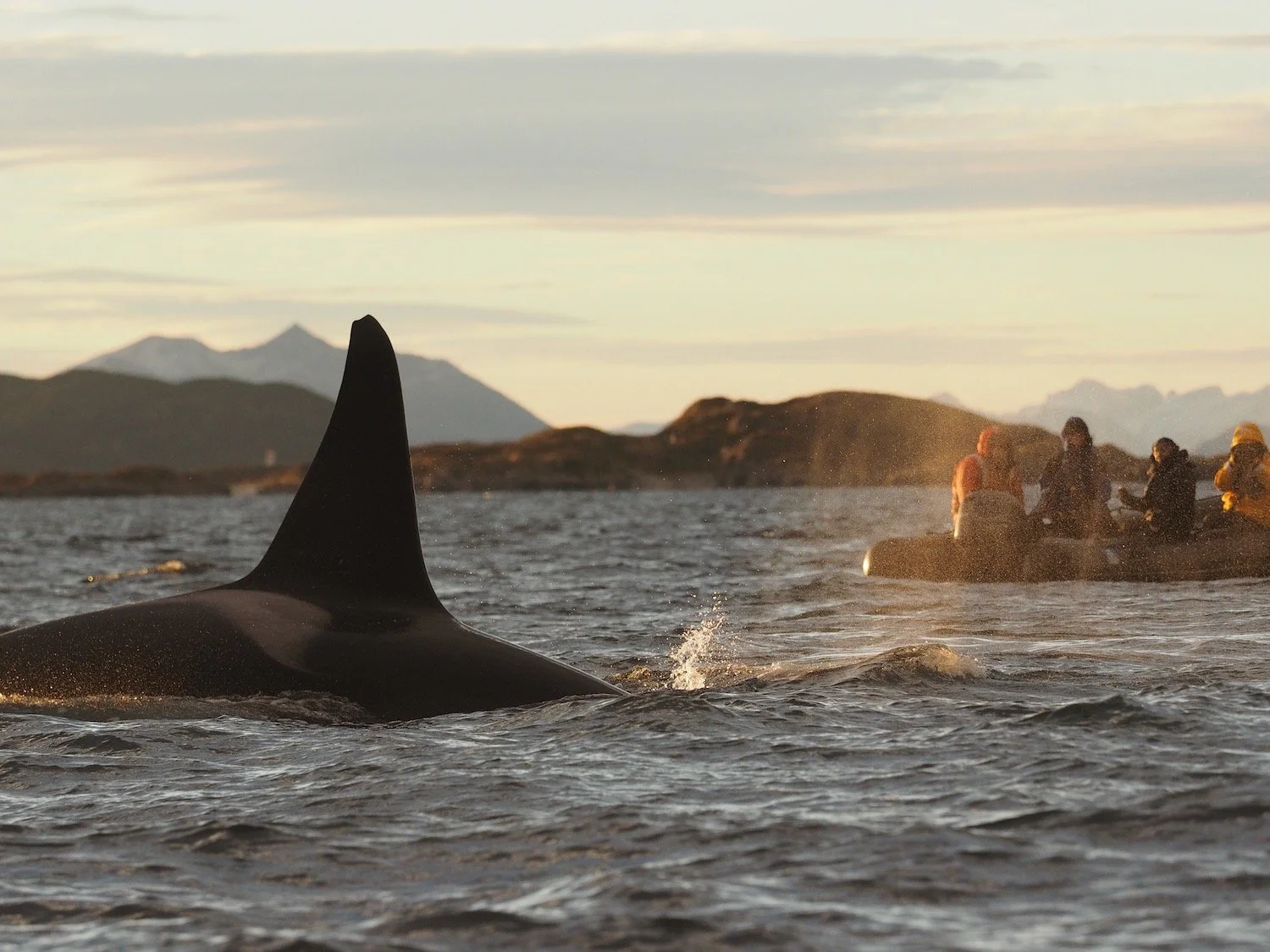 We plan to get into the zodiacs to get close up with Orca and Humpback Whales