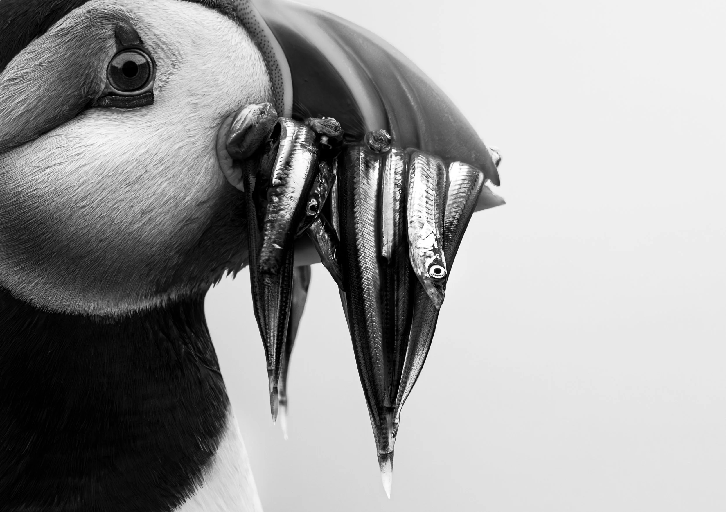 They make for some great photographic opportunities and the chance to play with your artistic side © Rachel Bigsby