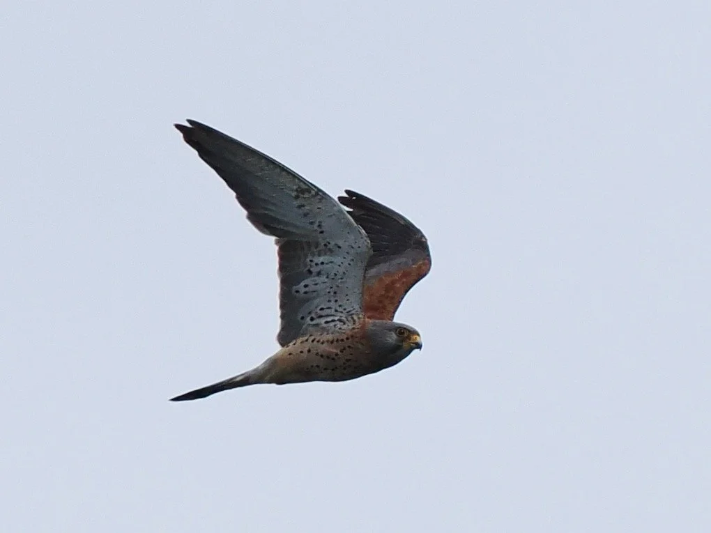 Lesser Kestrel