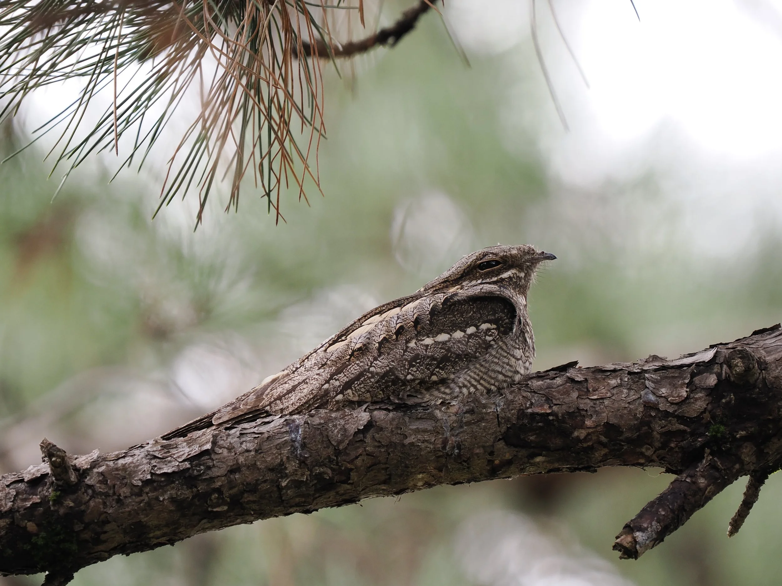 European Nightjar