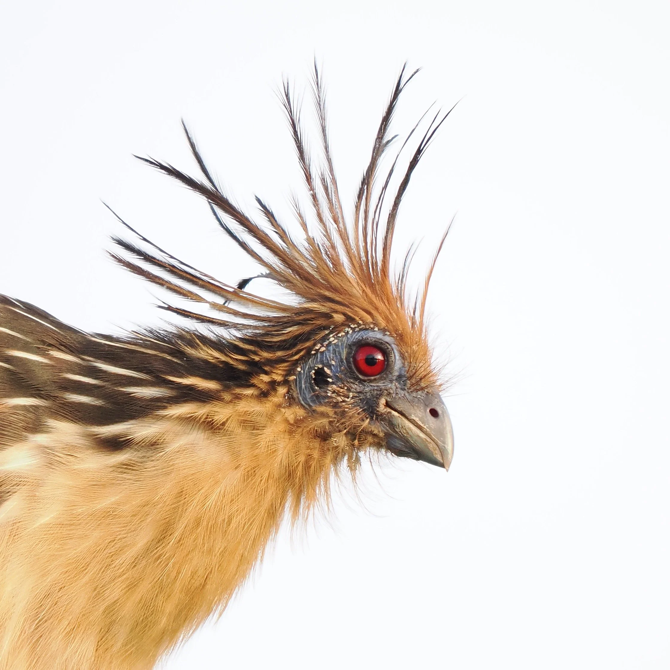 Hoatzin, the national bird of Guyana
