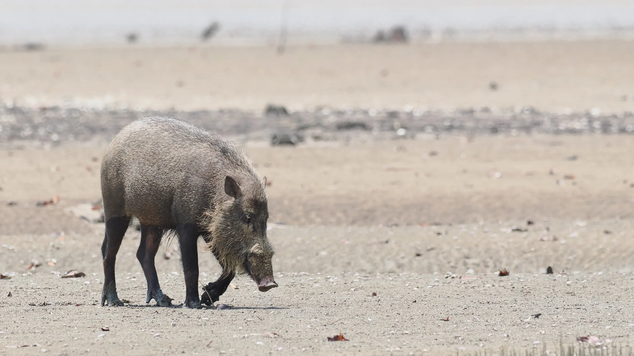 Bearded Pig