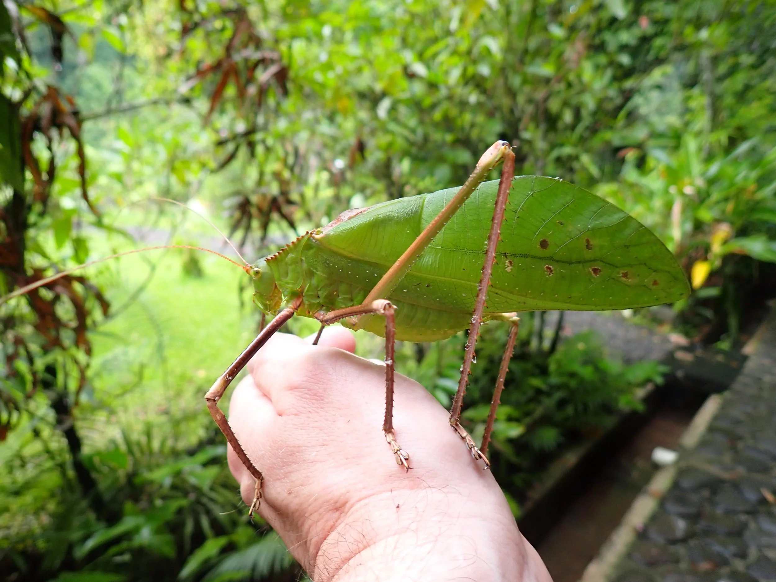 Giant Katydid