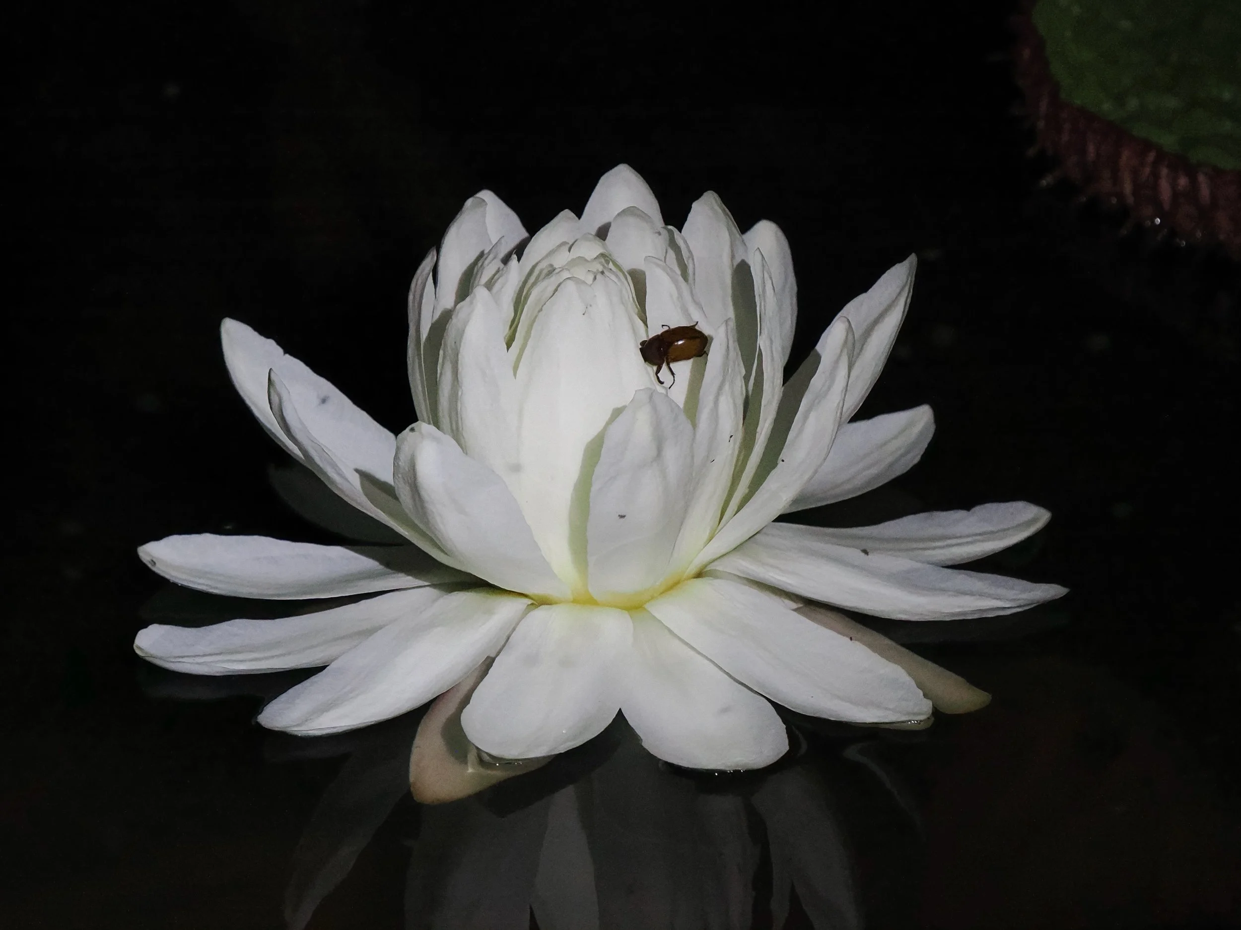 Amazonian Water Lily in flower together with the specific pollinating chafer beetle.