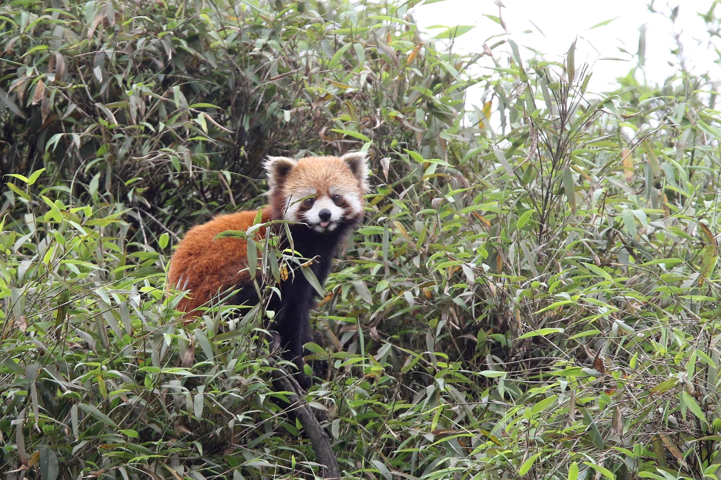 Red Panda, T Jun