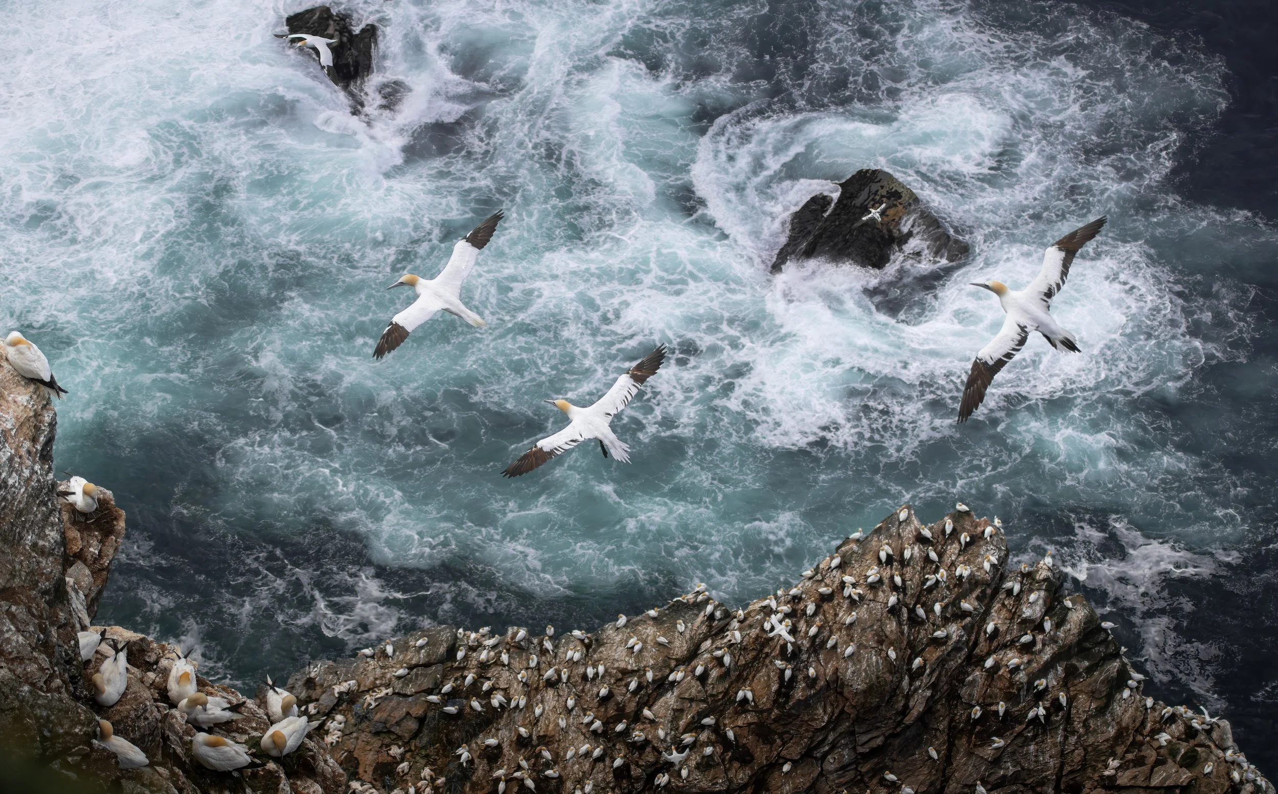 Gannets at Hermaness ©Rachel Bigsby