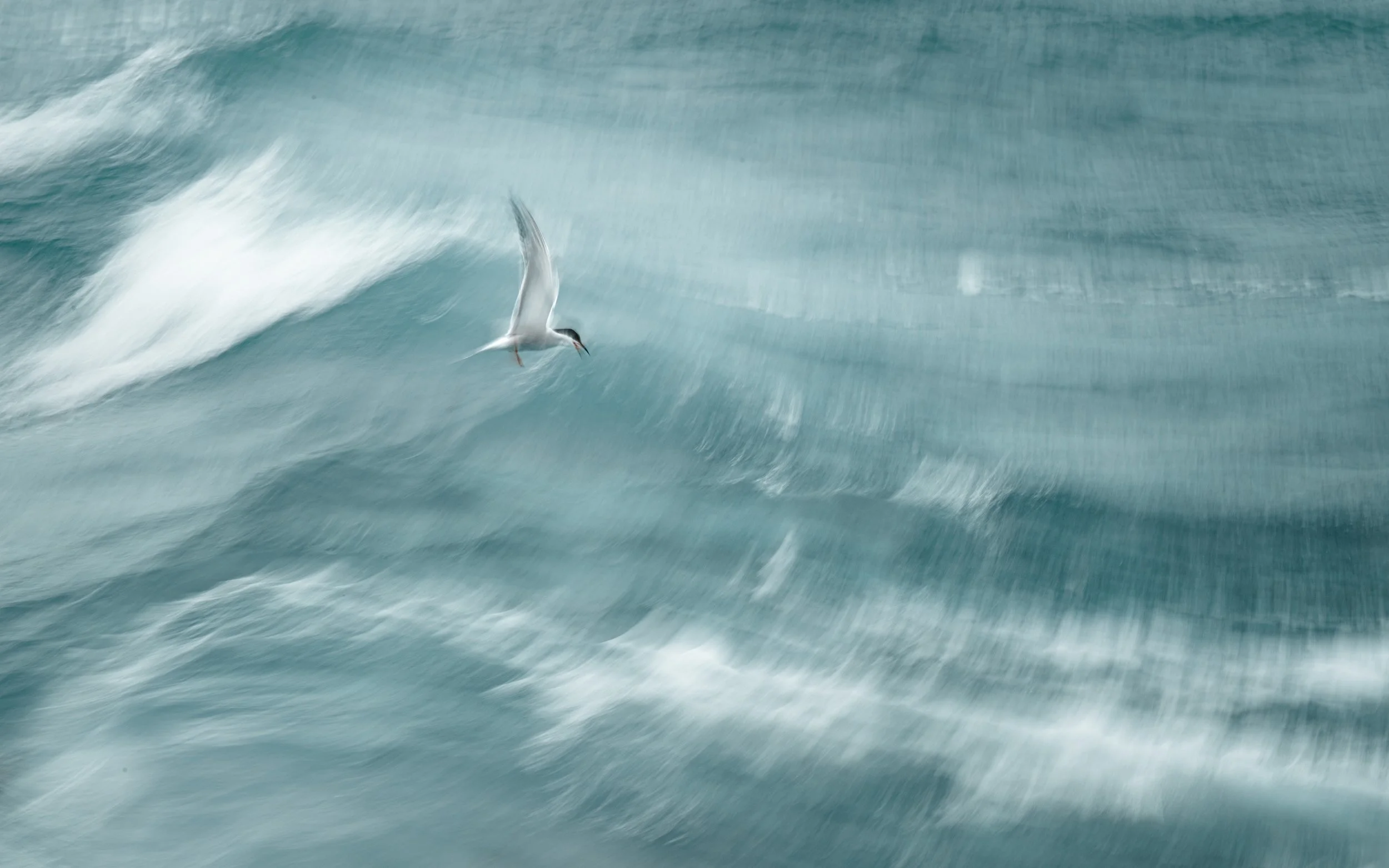 Arctic Terns will also be in evidence and once again a great chance to trial different shooting techniques. © Rachel Bigsby