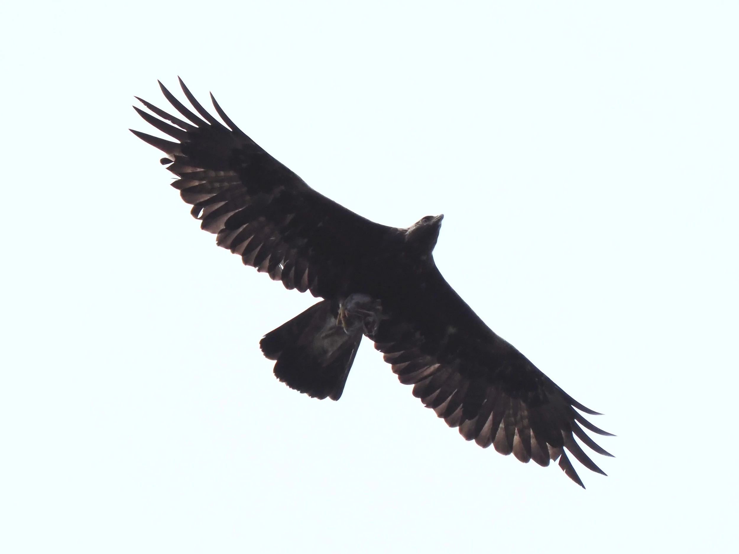 Golden Eagle_North Uist_Western Isles_Wild Discovery_Dan Brown__North Uist_Western Isles_Wild Discovery_Dan Brown_P7230142.jpeg