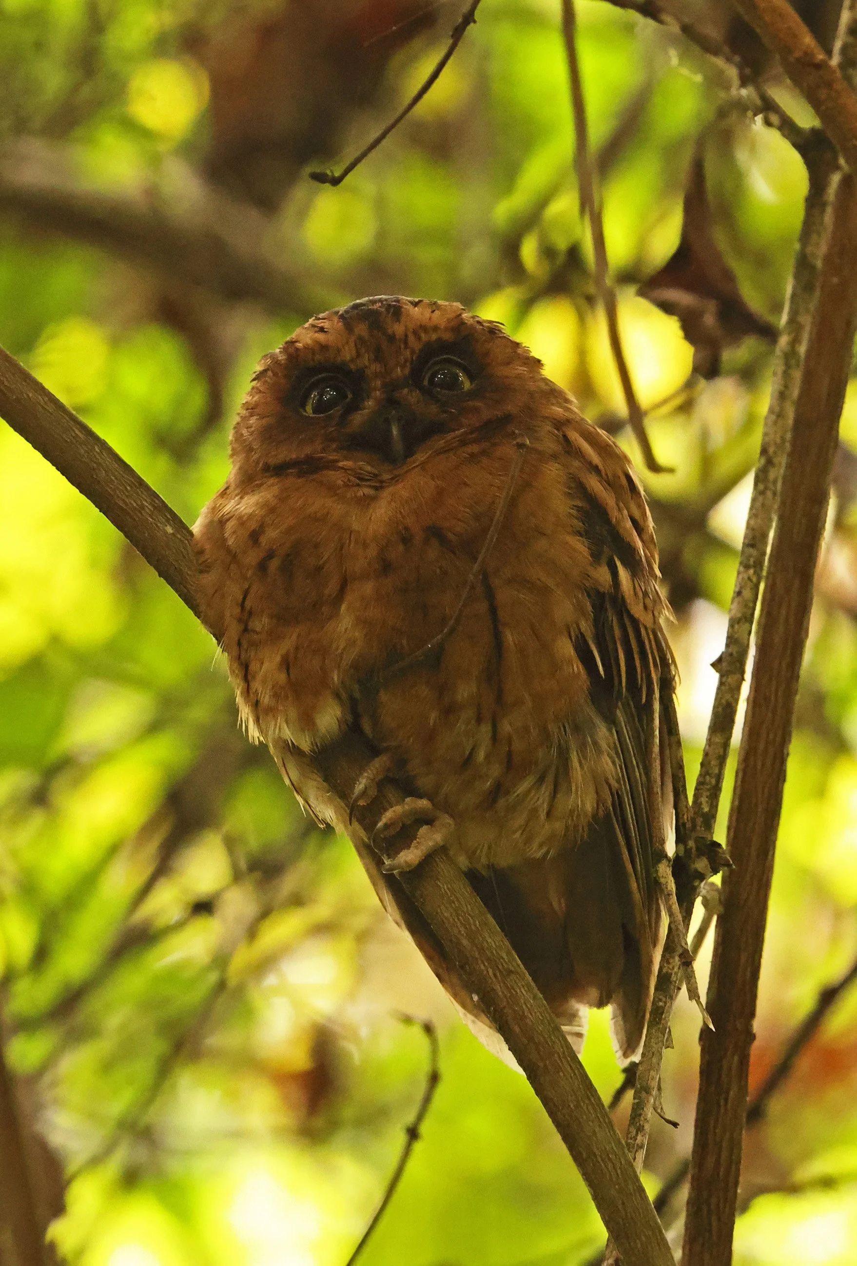 São Tomé Scop's Owl ©Neil Bowman