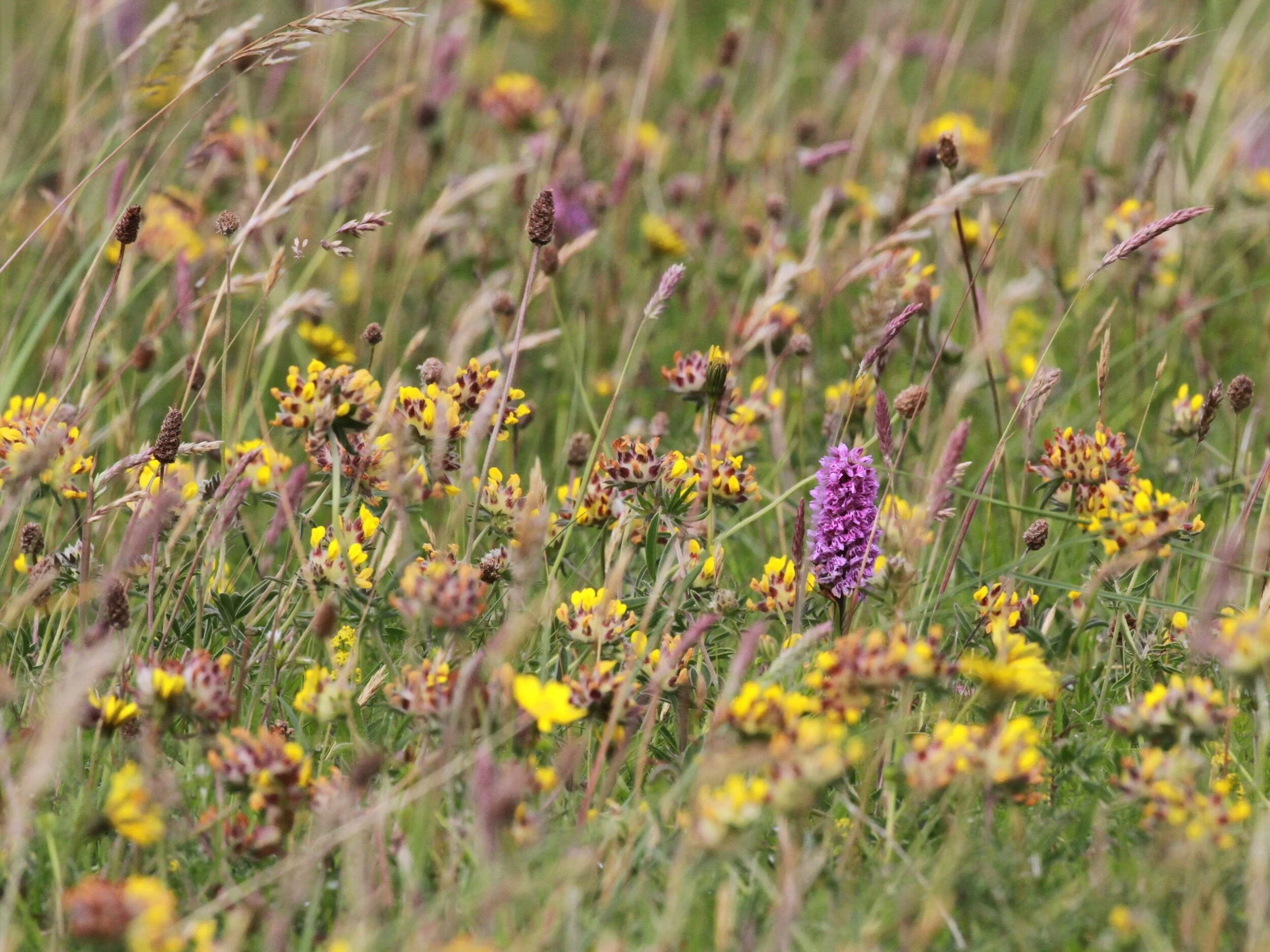Mull or IslayIMG_9050.jpg