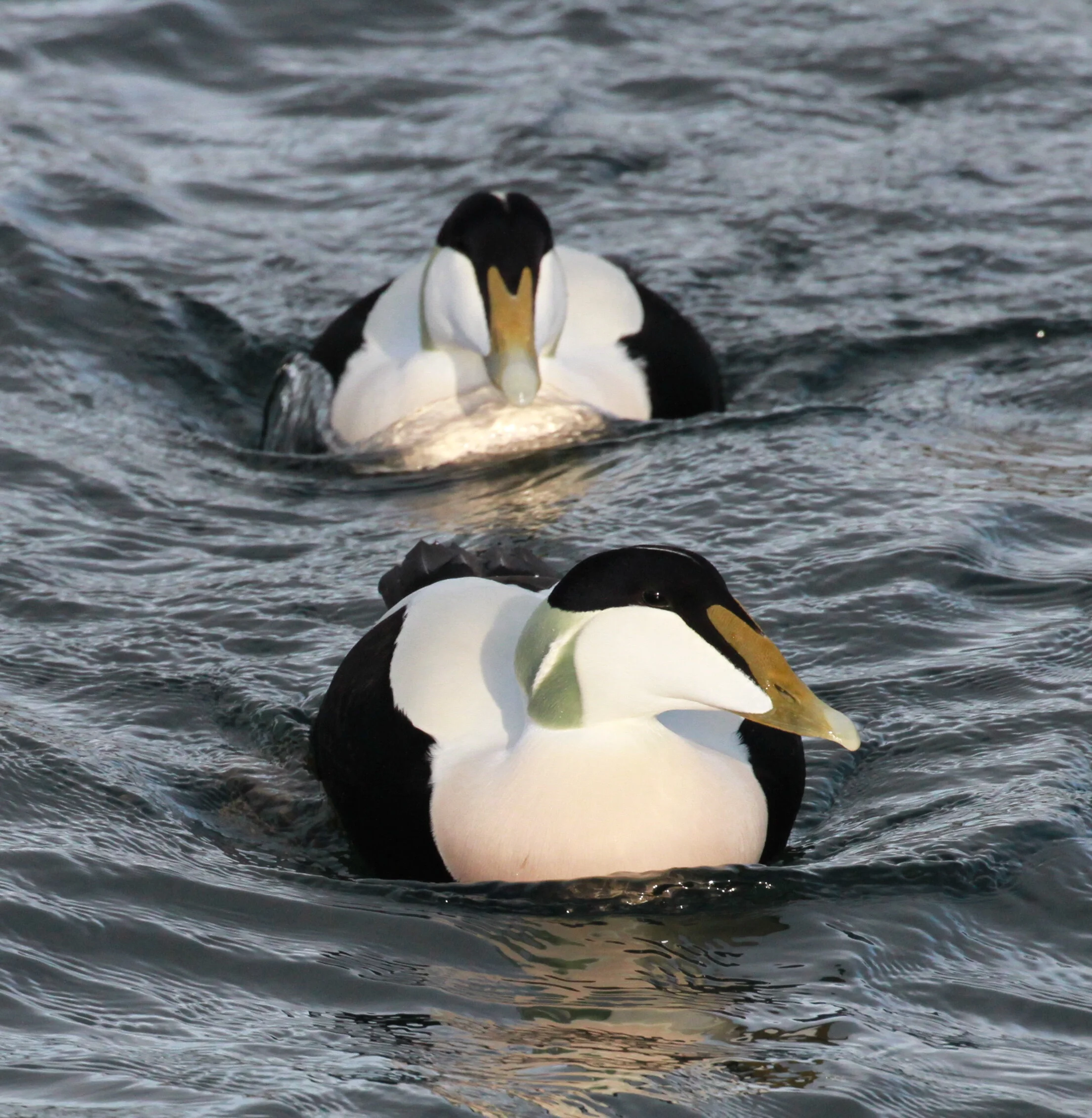 Western Isles Wildlife Summer Tour | fully inclusive, Scotland | Wild ...