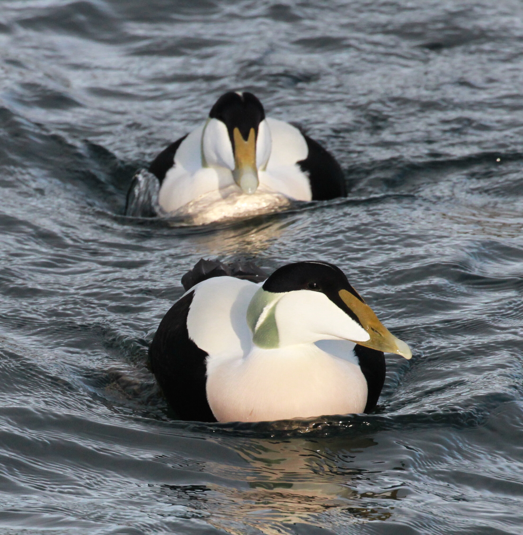 Western Isles Wildlife Summer Tour | fully inclusive, Scotland | Wild ...