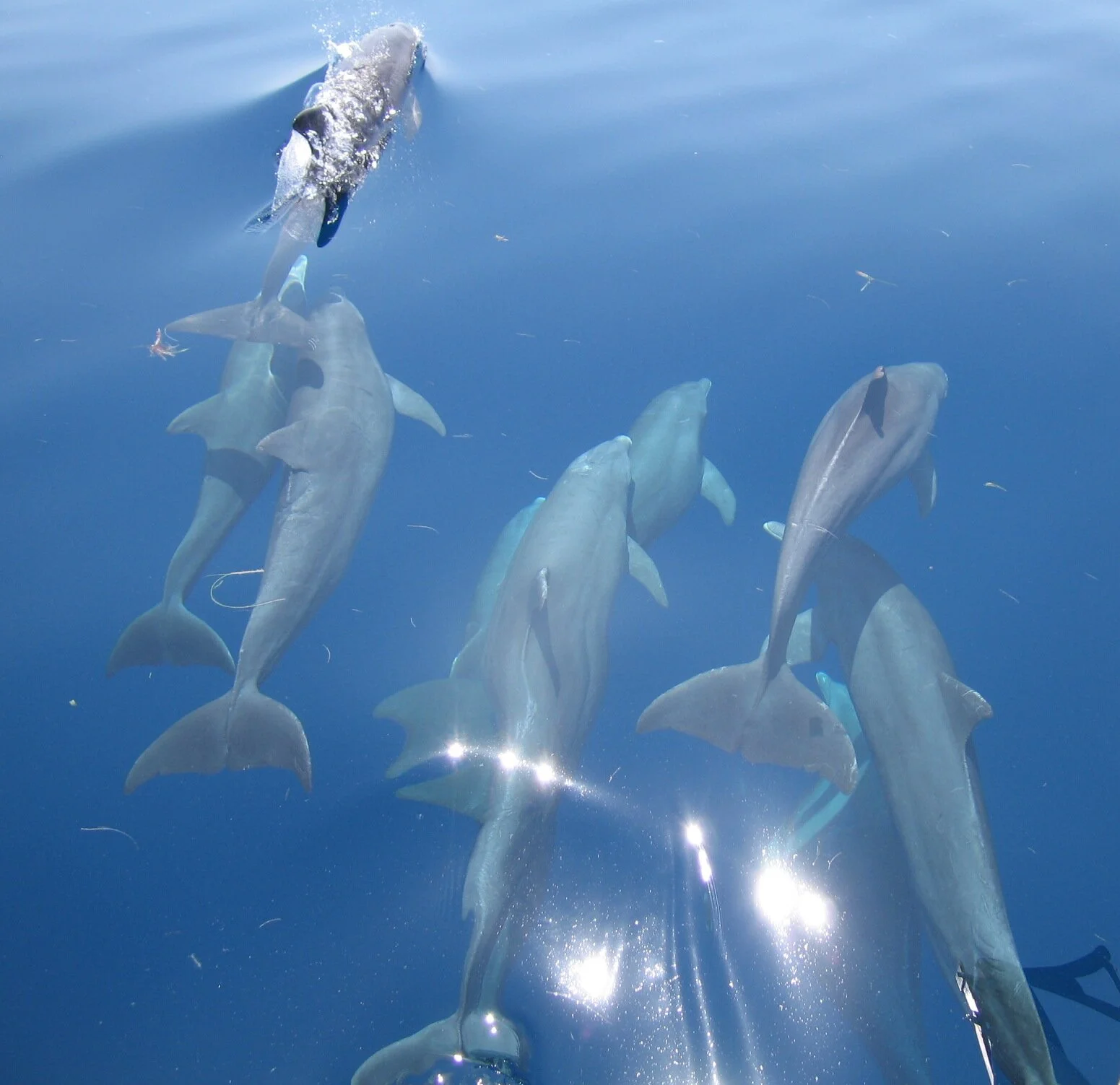Bottlenose Dolphins bow-riding