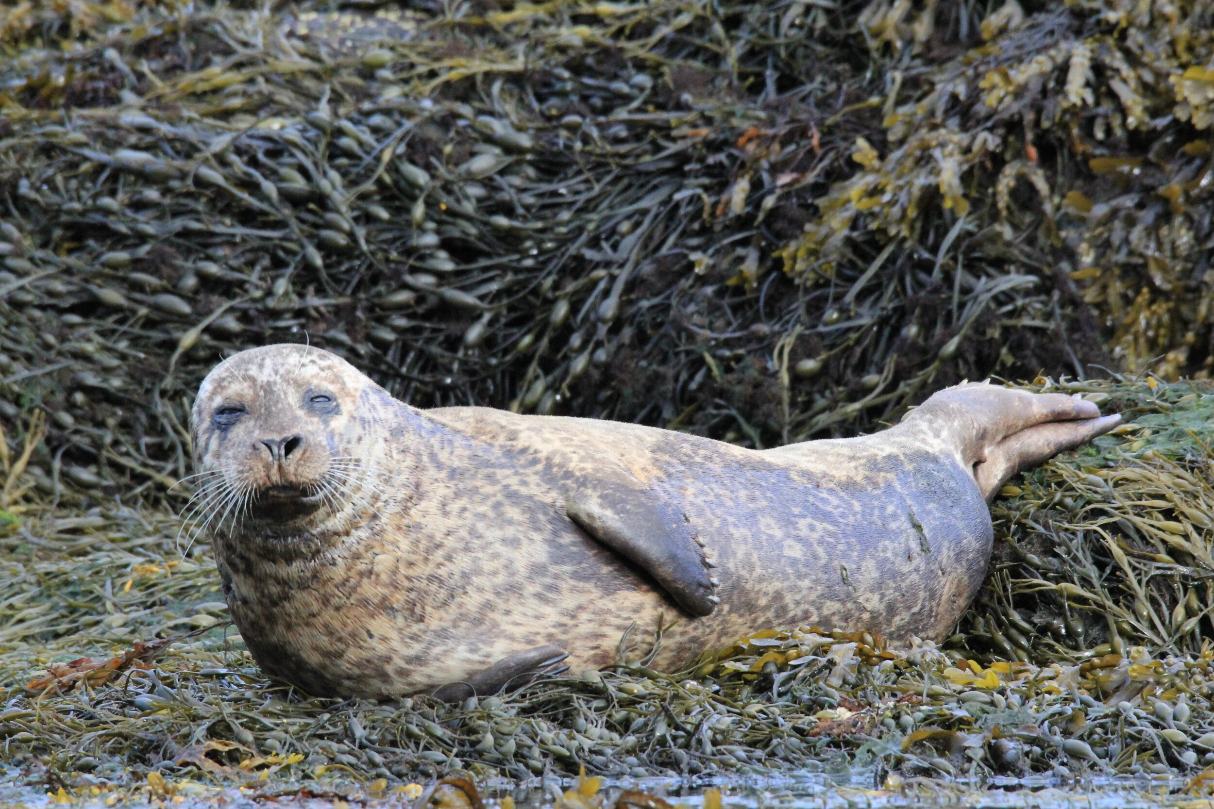 There are superb aggregations of Common and Grey Seals