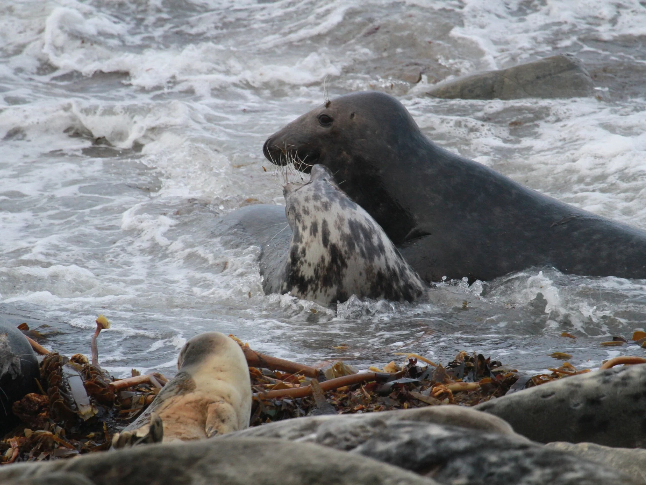 Grey+Seal+%26+Pup
