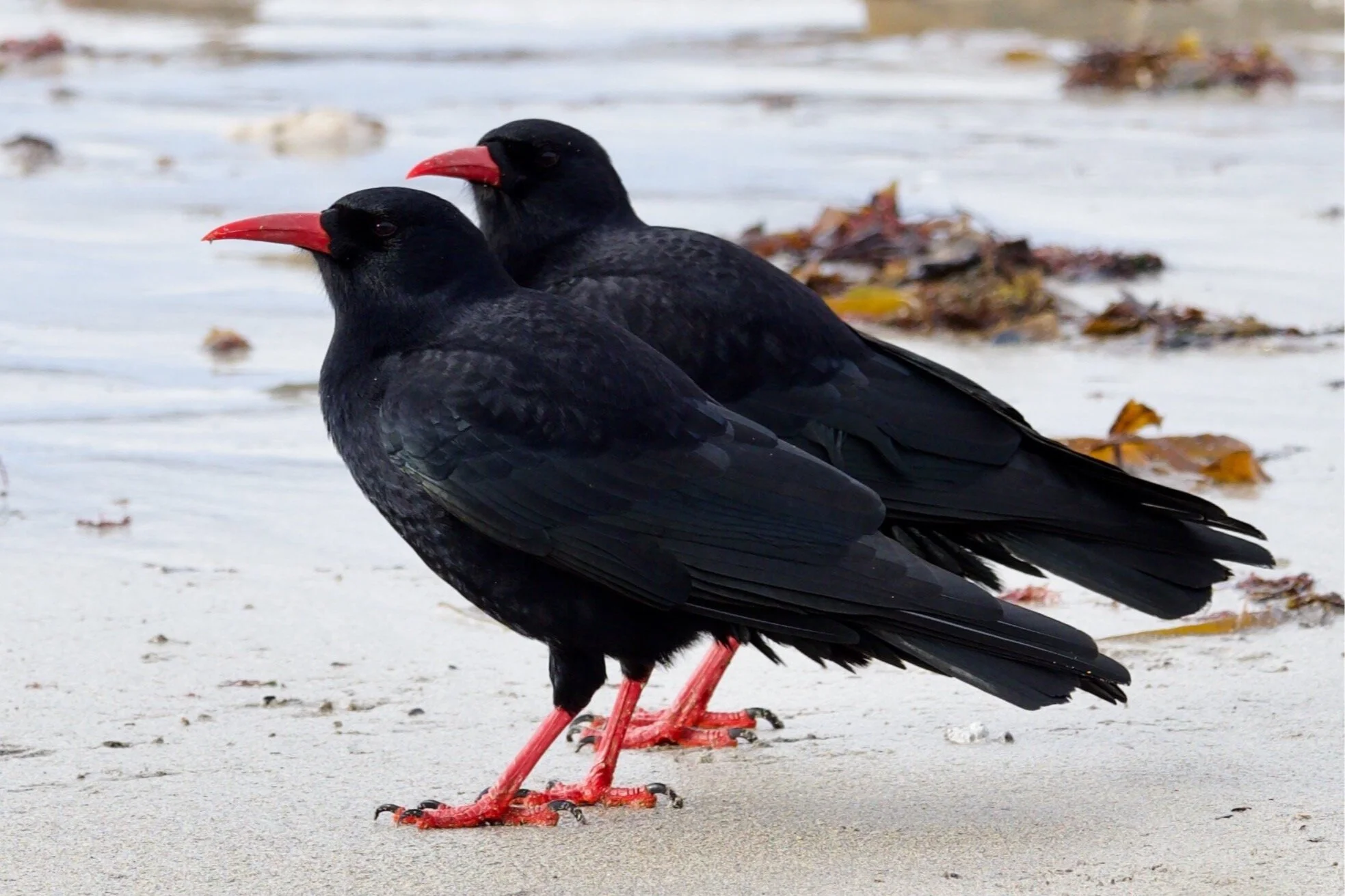 Chough+by+D+Brown