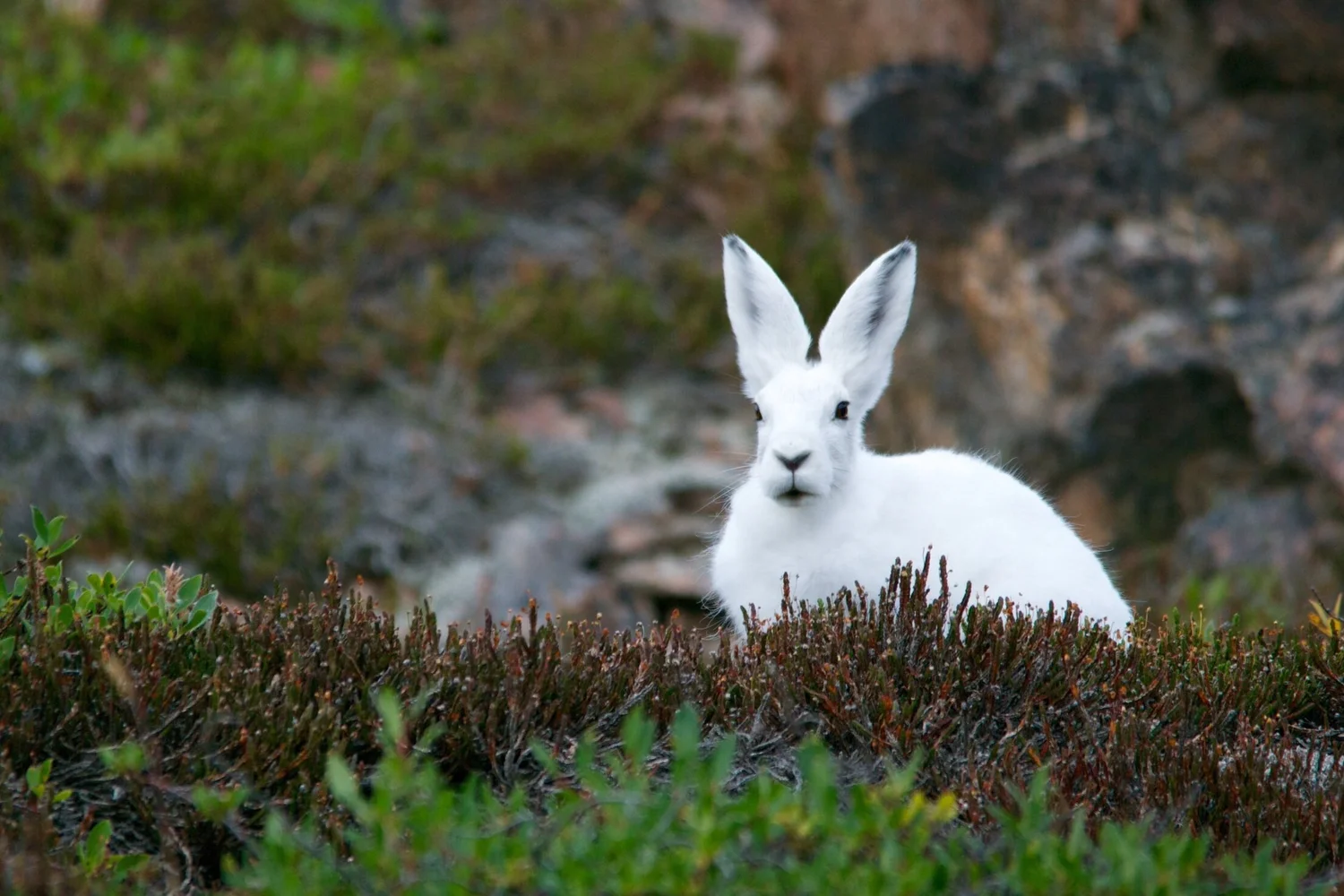 Wild Embry Wild Discovery | Pioneering Wildlife Tours and Eco Tourism Experiences ...