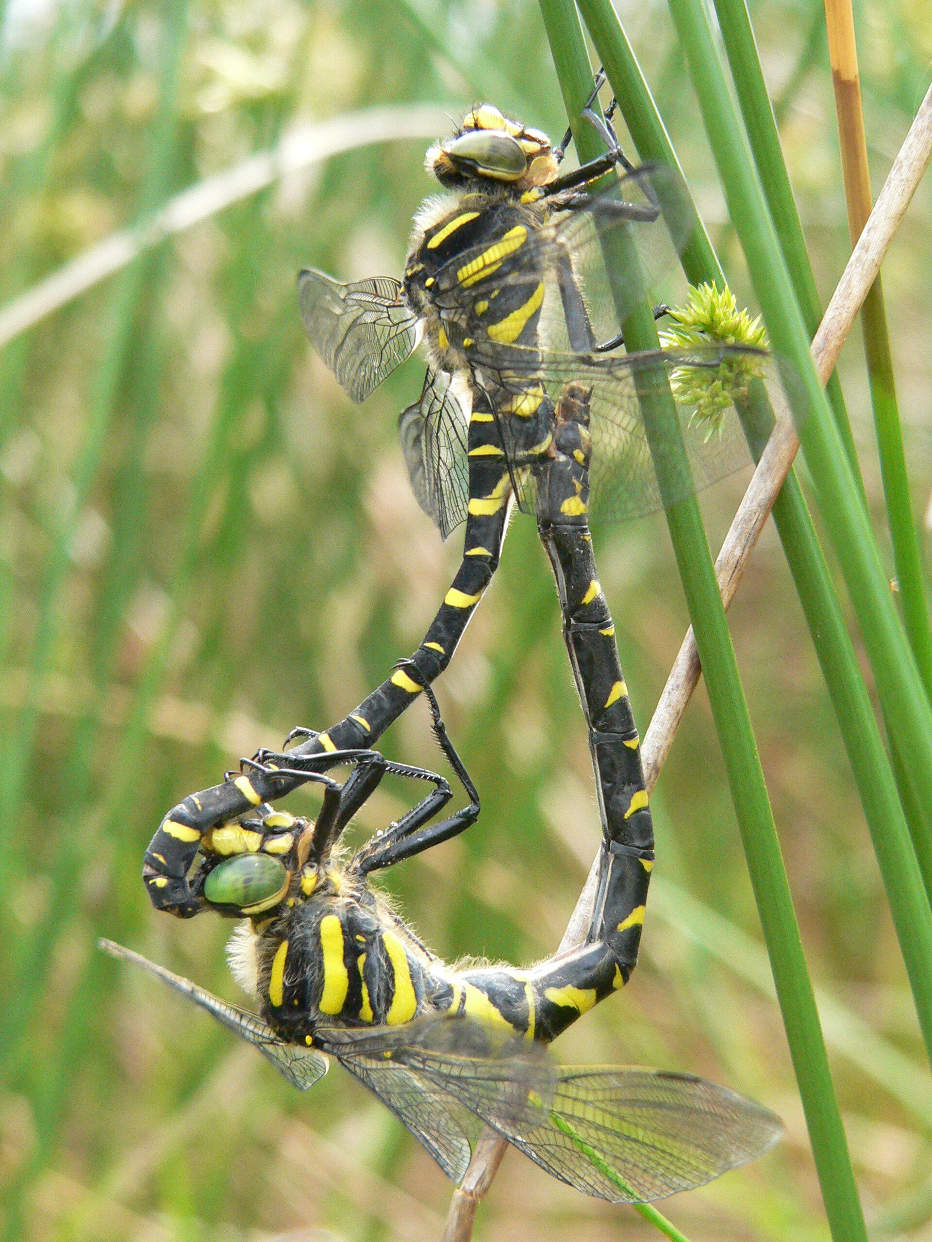 The impressive Golden-ringed Dragonfly hawks along faster flowing streams