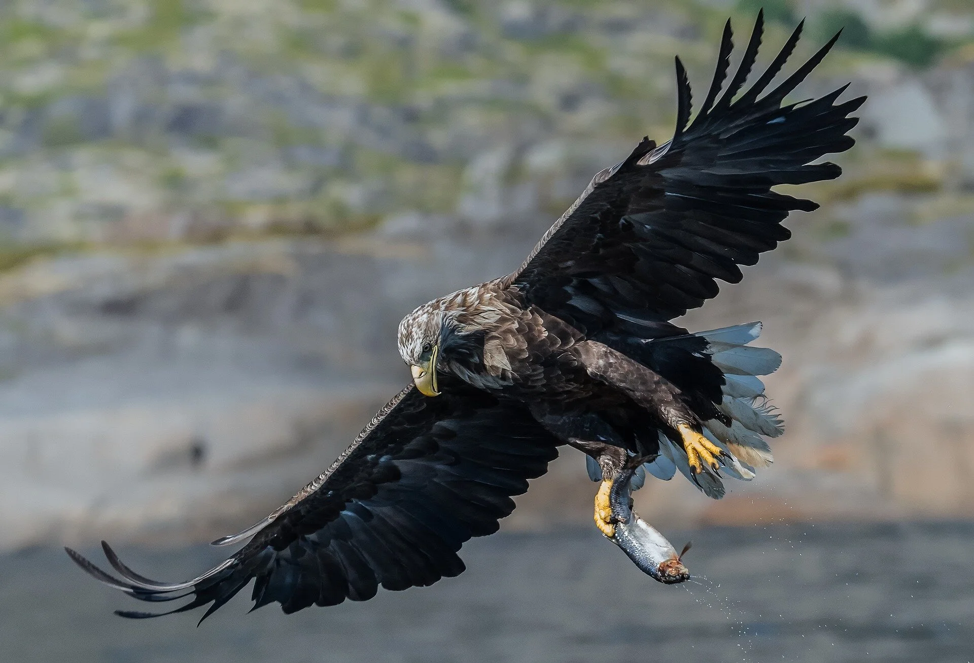 eagle-3741968_1920.jpg