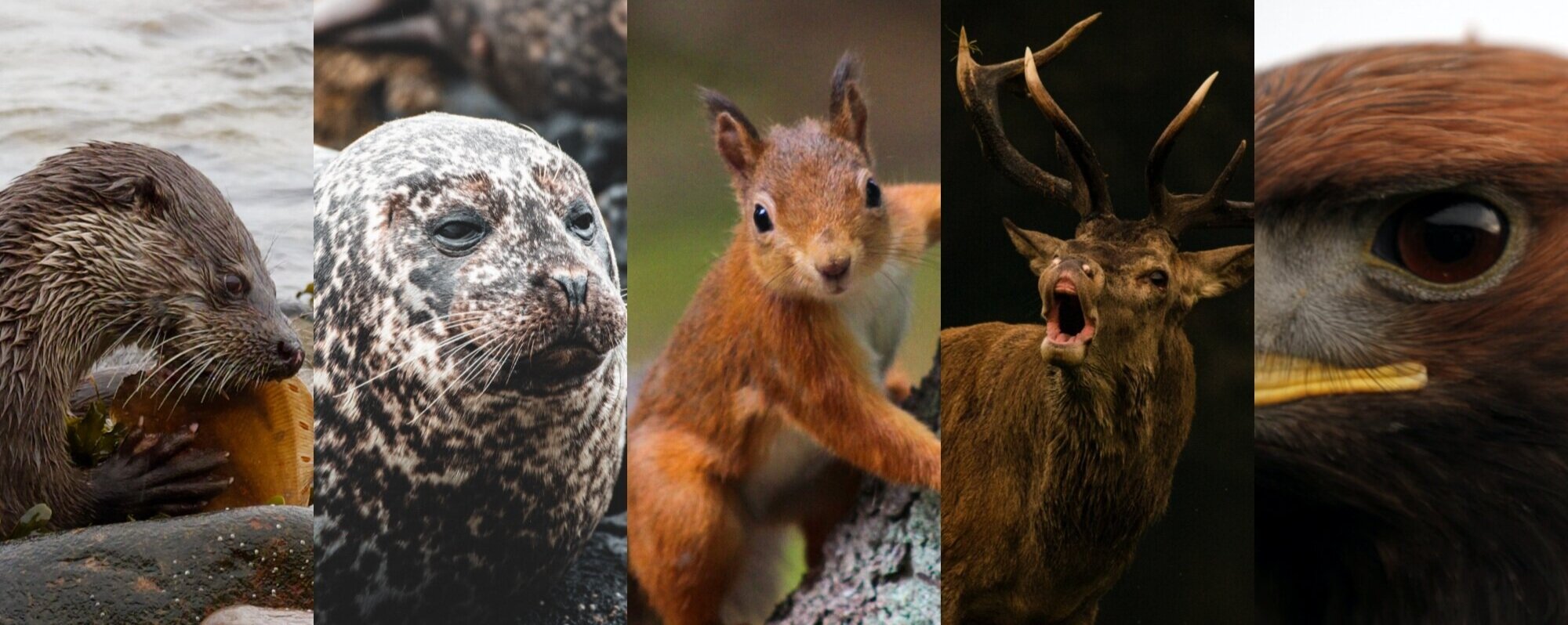 Wild About Scotland's Big Five | Wild Discovery