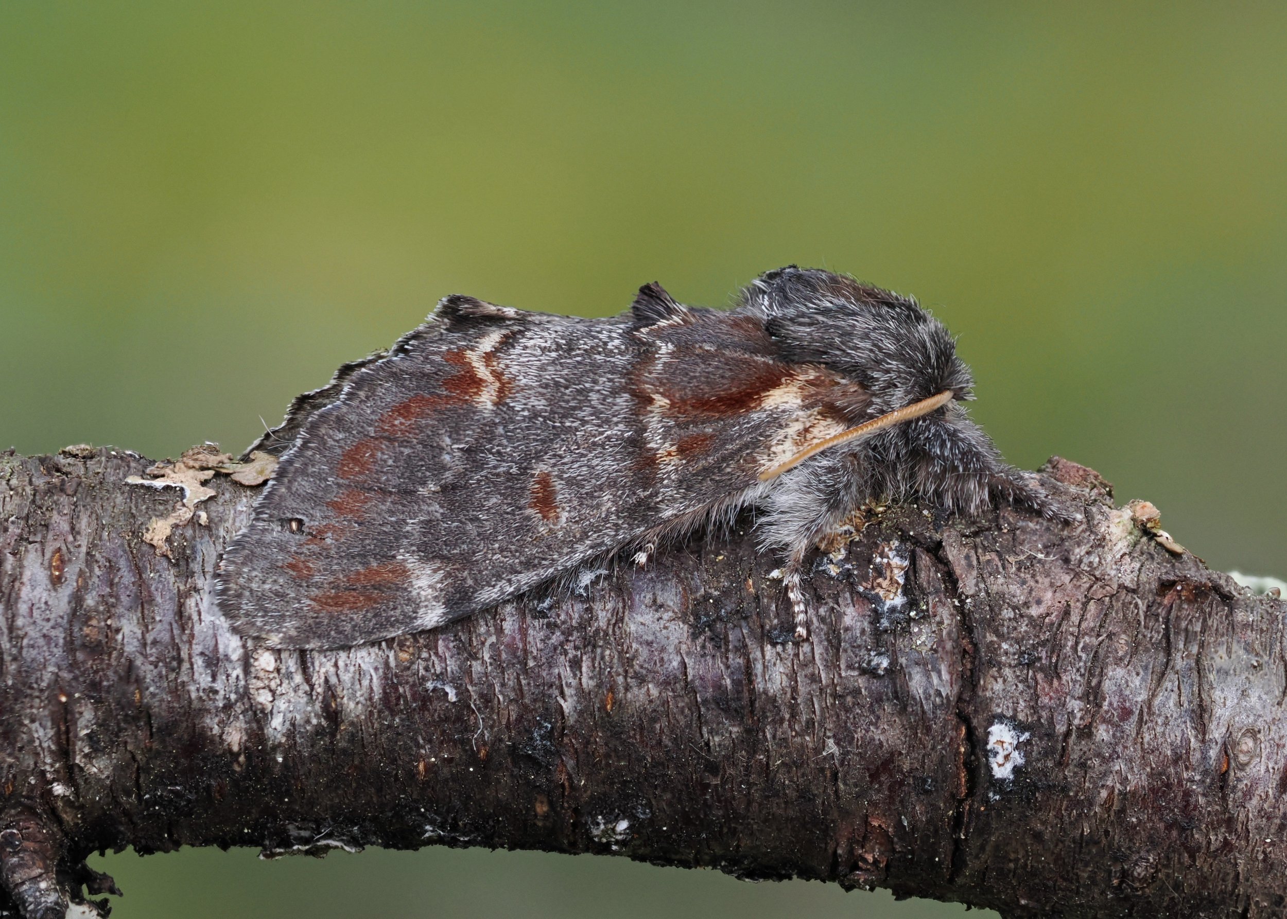 Moth by Dan Brown_P5122896.jpeg
