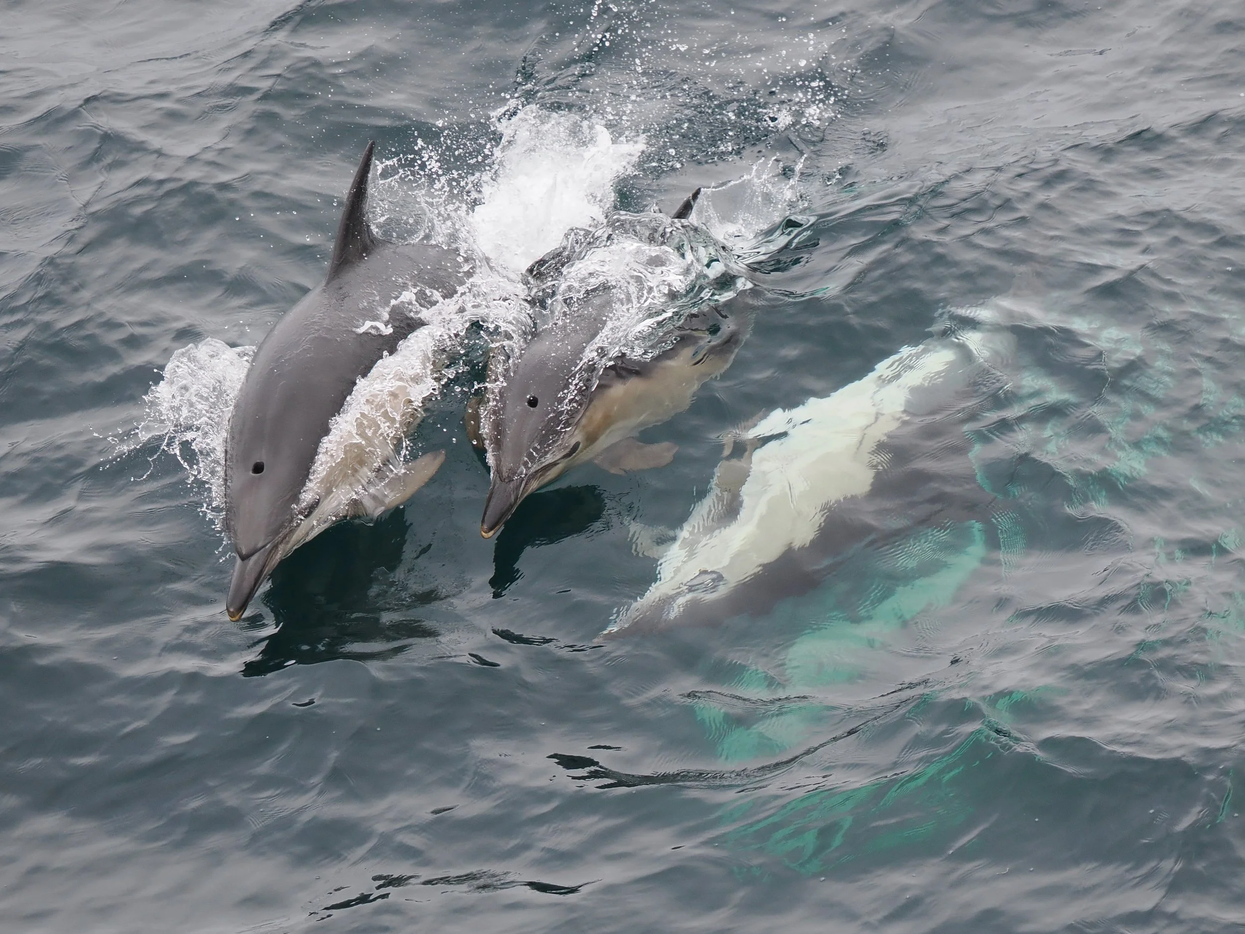 Marine Mammal and Seabird watching with CalMac Ferries July 2025
