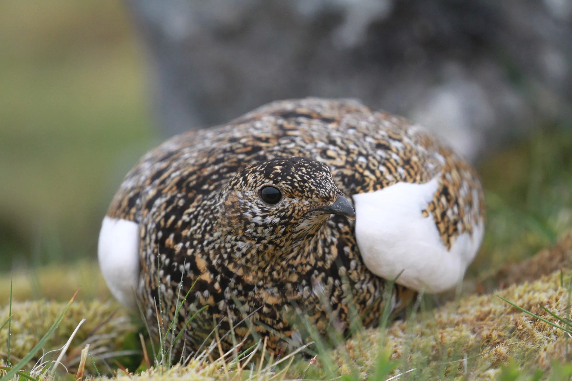 Tour Diary - Scottish Birding in Spring 