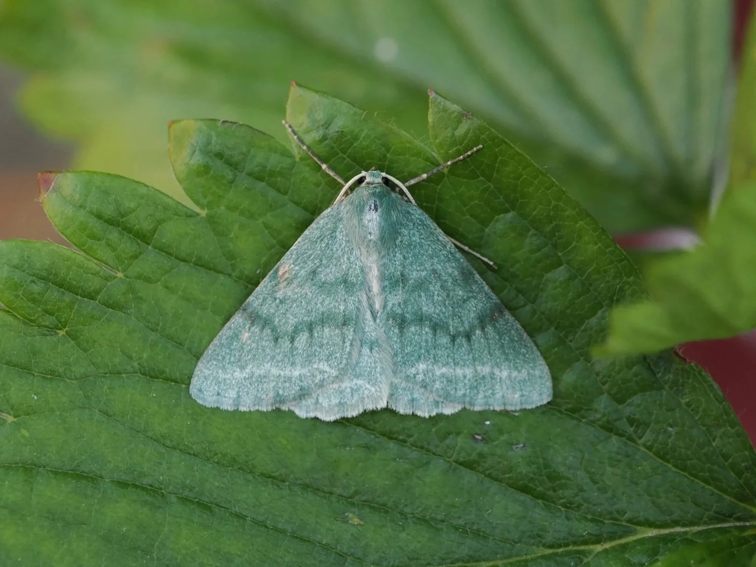 Complete (&amp; concise!) Guide to Moth-ing!