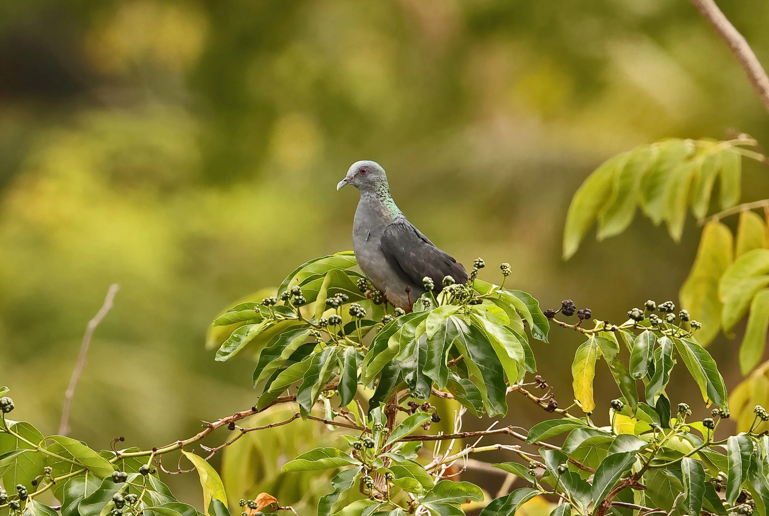 Island Bronze-naped Pigeon ©Neil Bowman
