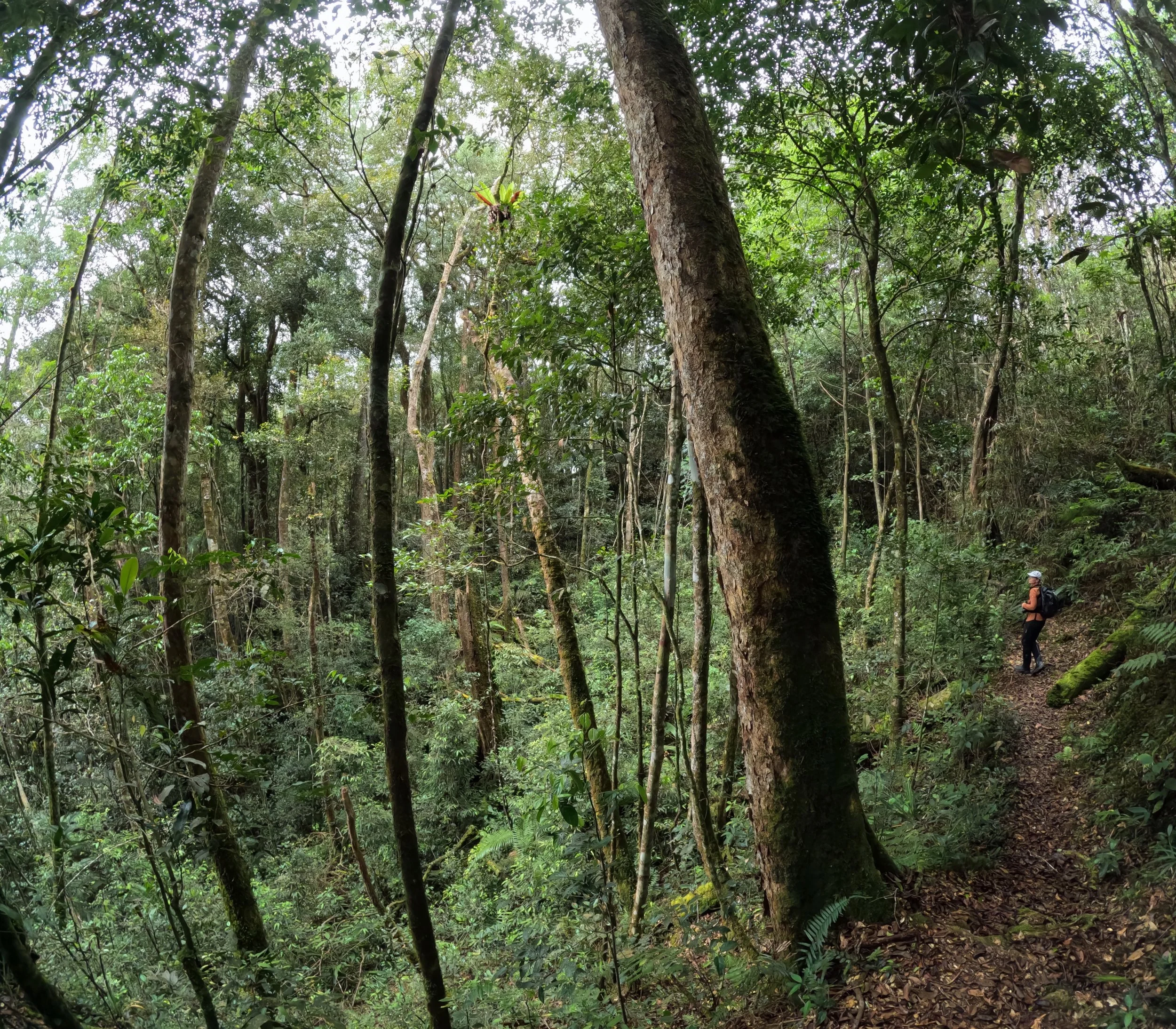 The trails on Mount Kinabalu
