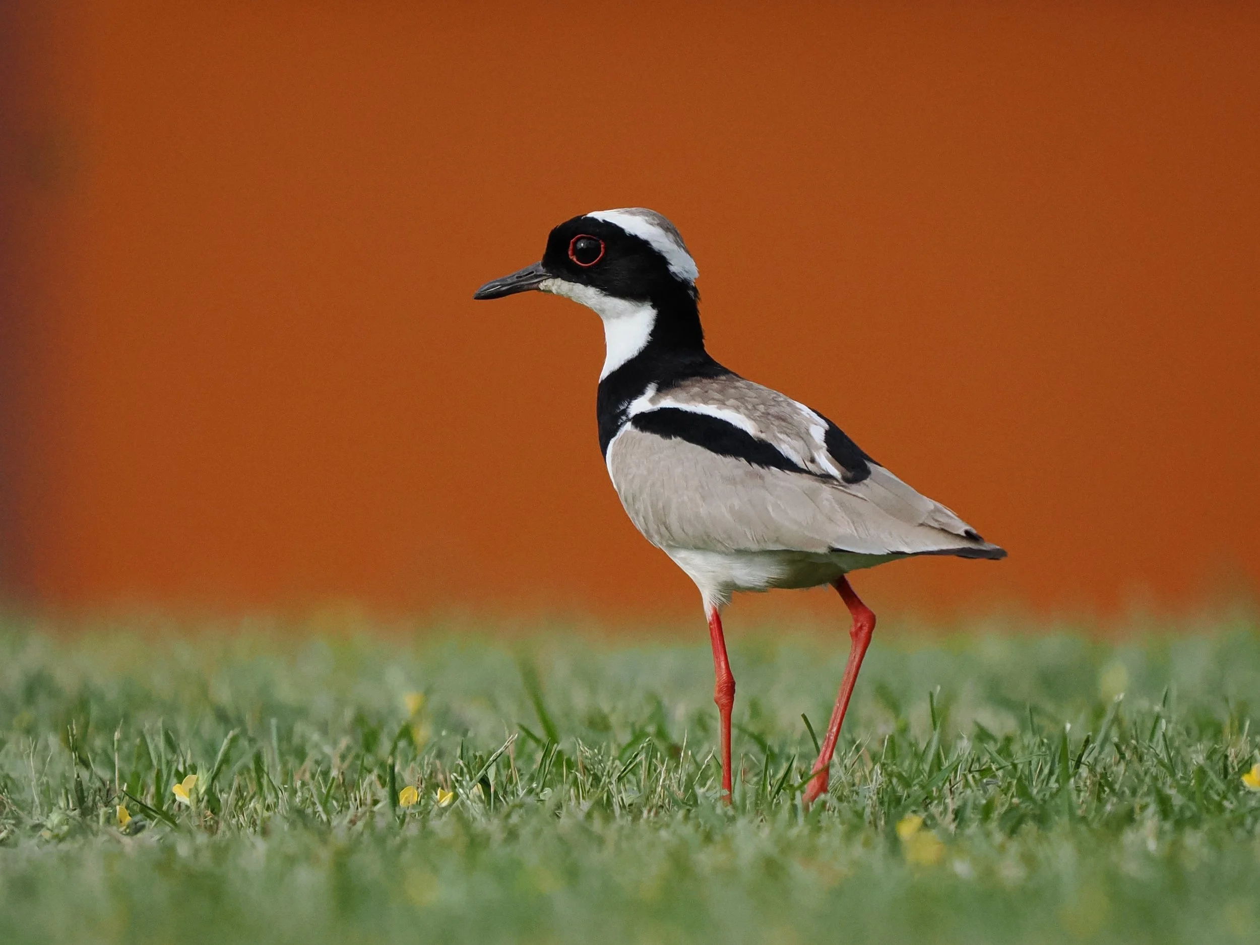 Pied Lapwing