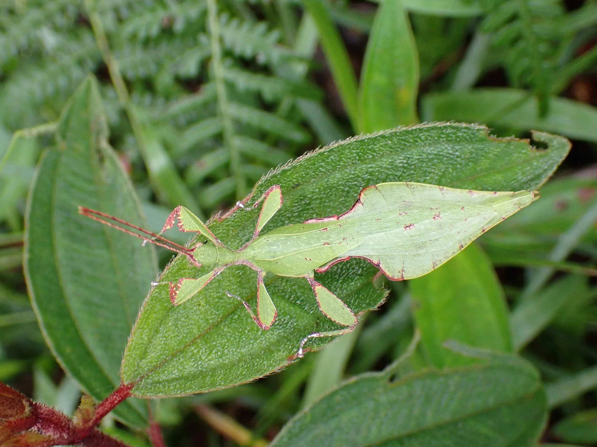 Leaf Insect