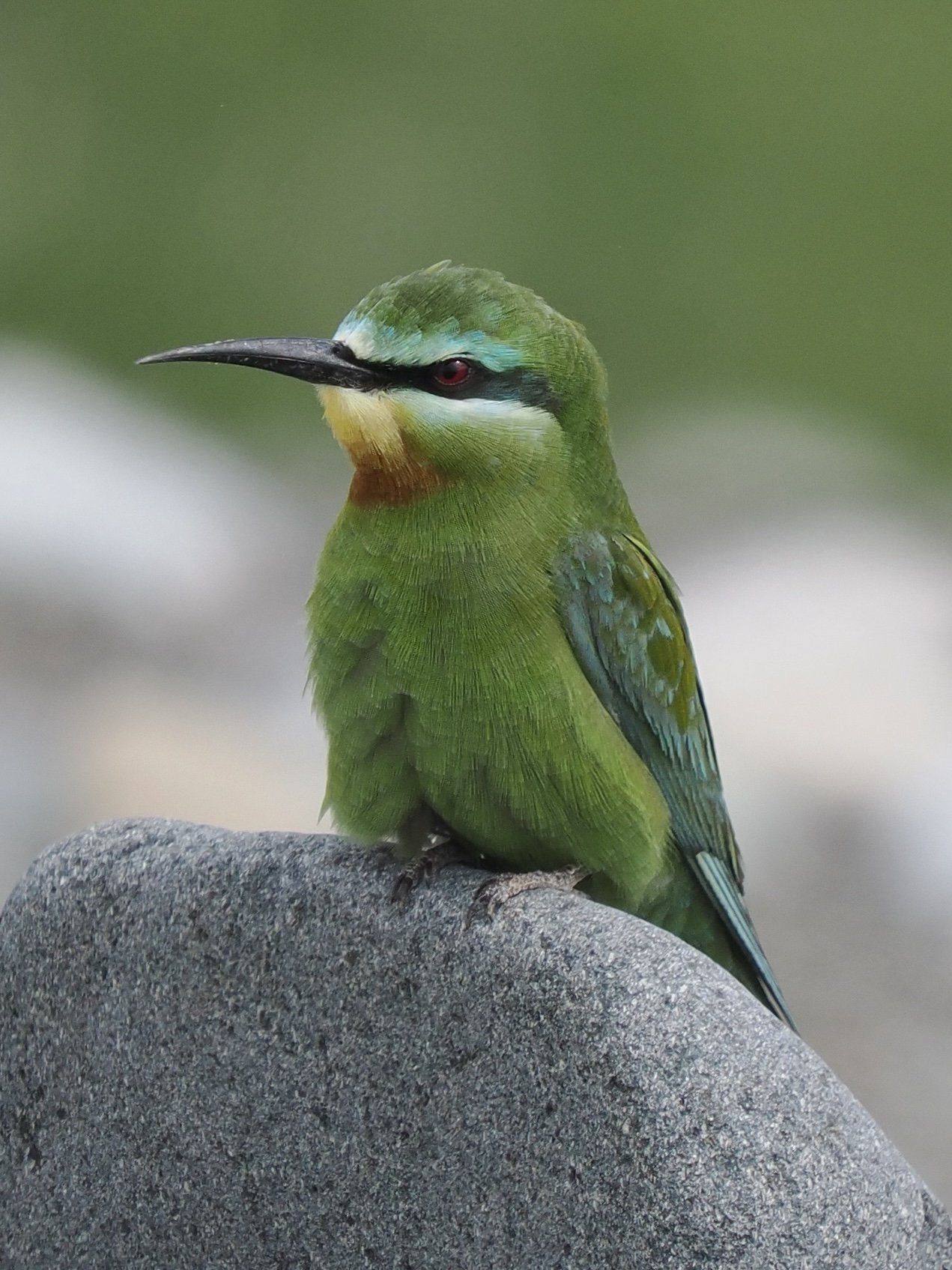 Blue-cheeked Bee-eater