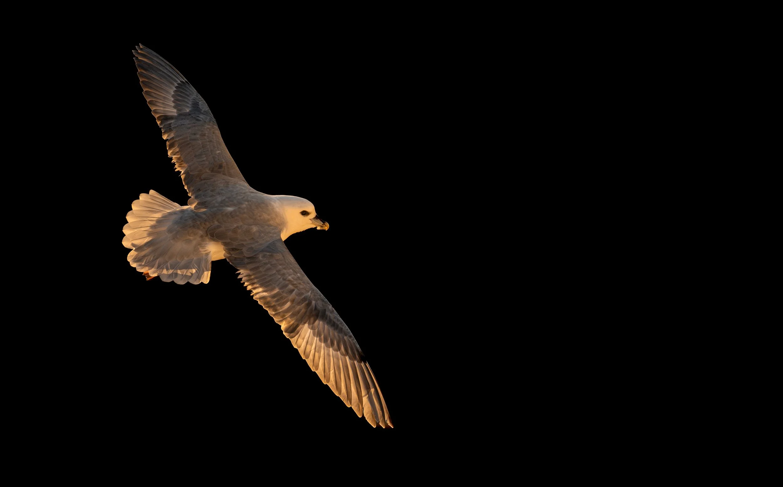 Perfect light for a fly-by Fulmar ©Rachel Bigsby