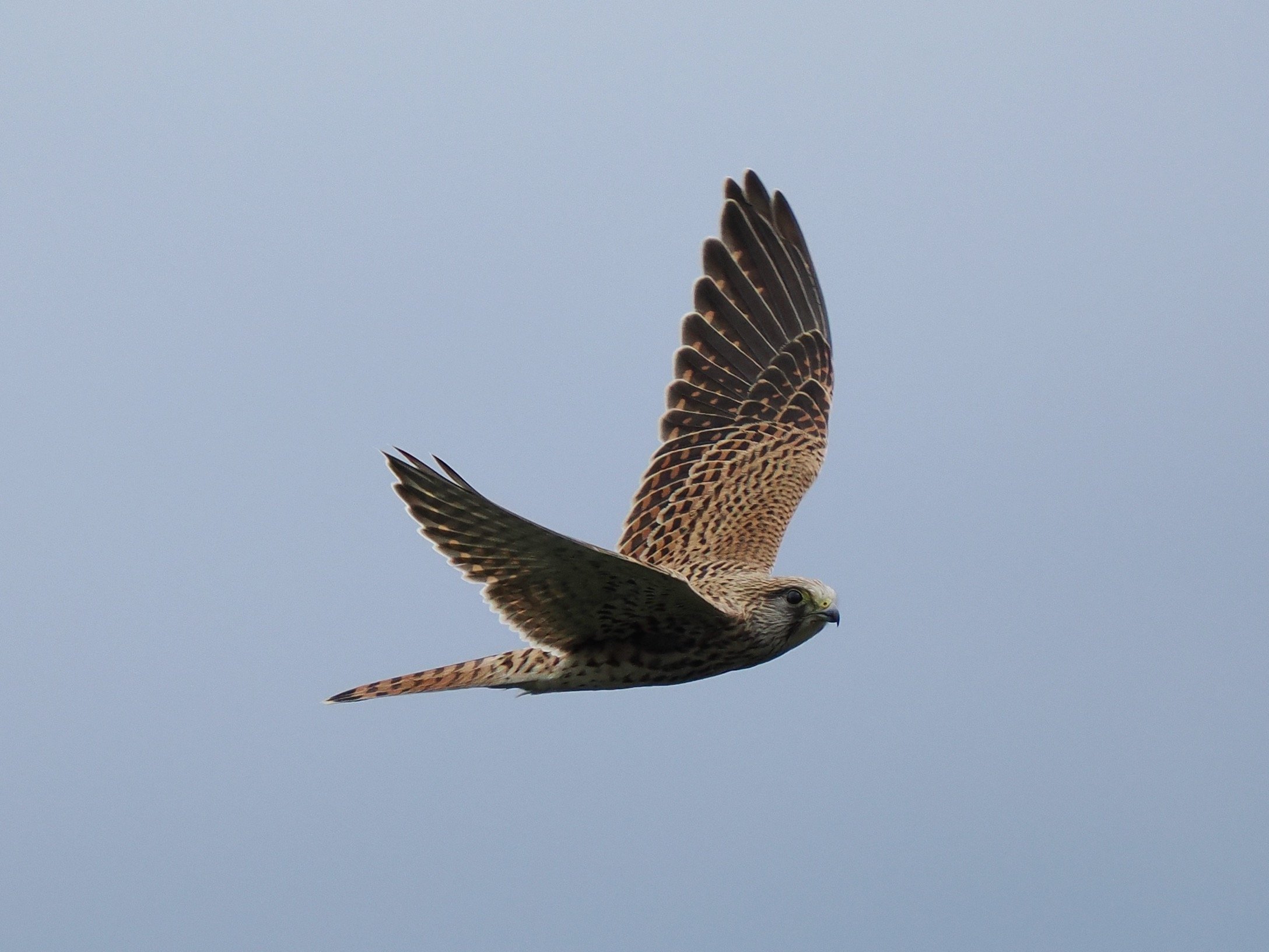 Eurasian Kestrel
