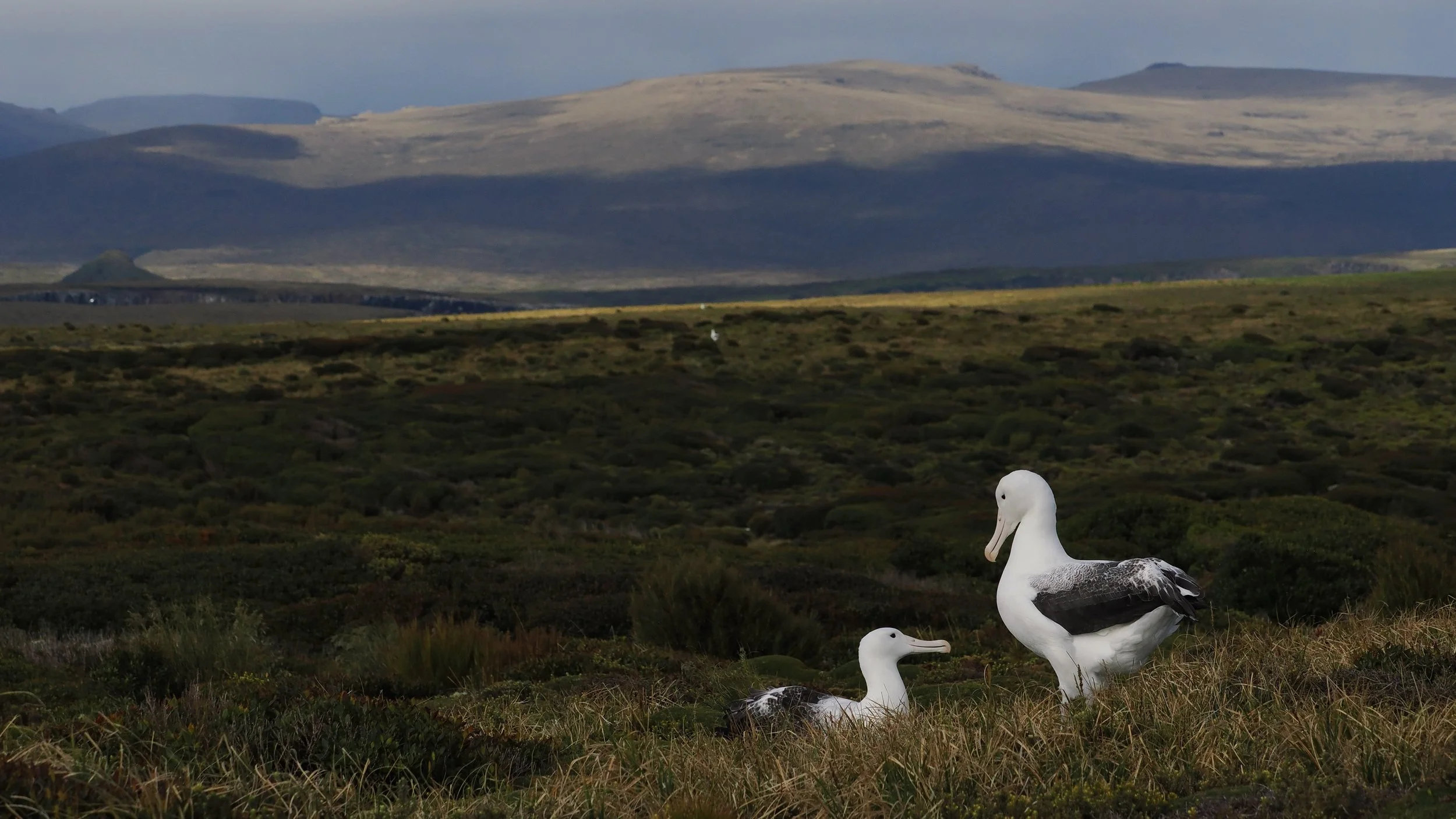 Southern Royal Albatross on Enderby Island