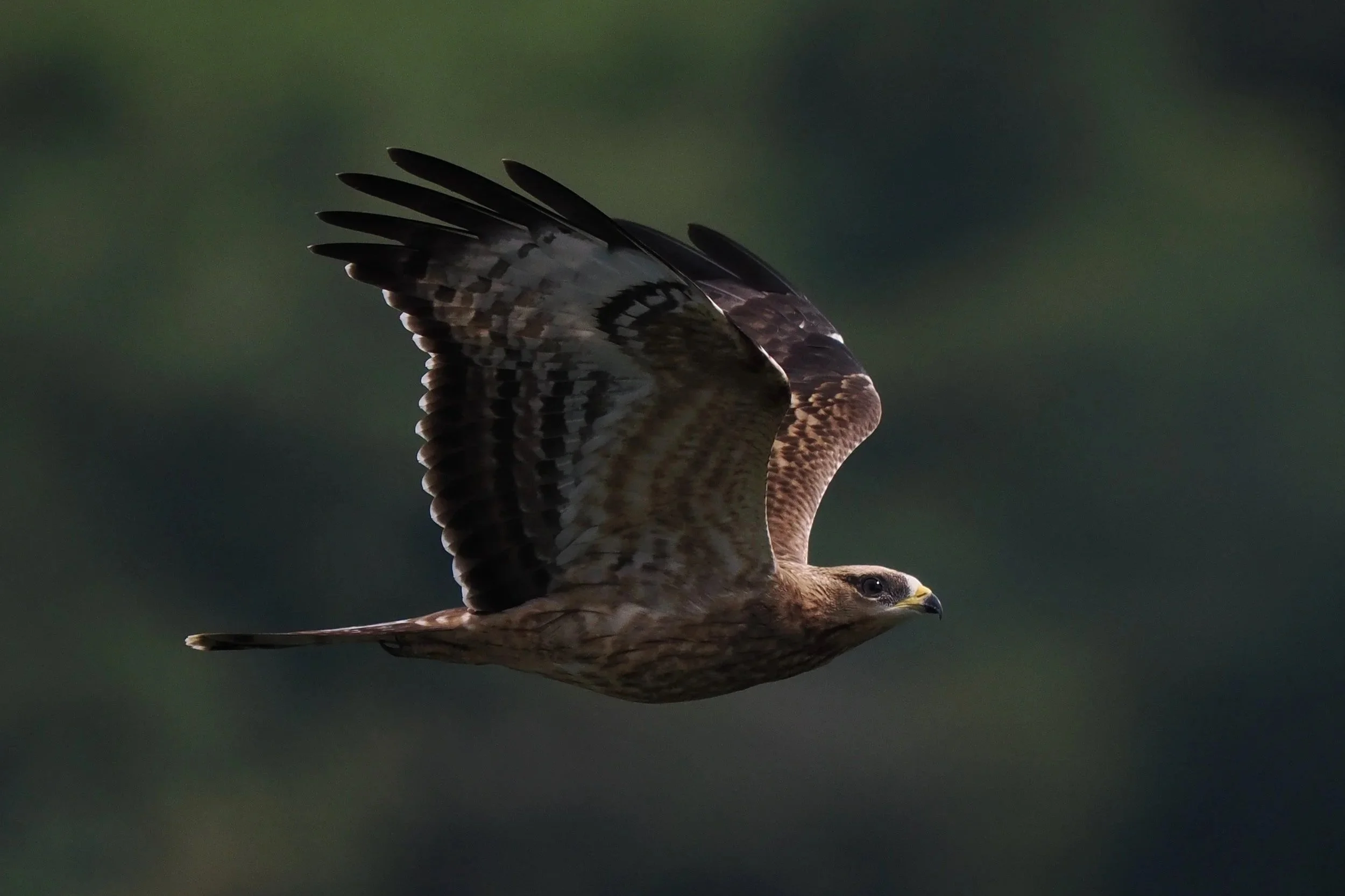 honey buzzard_Georgia_Dan Brown.jpg