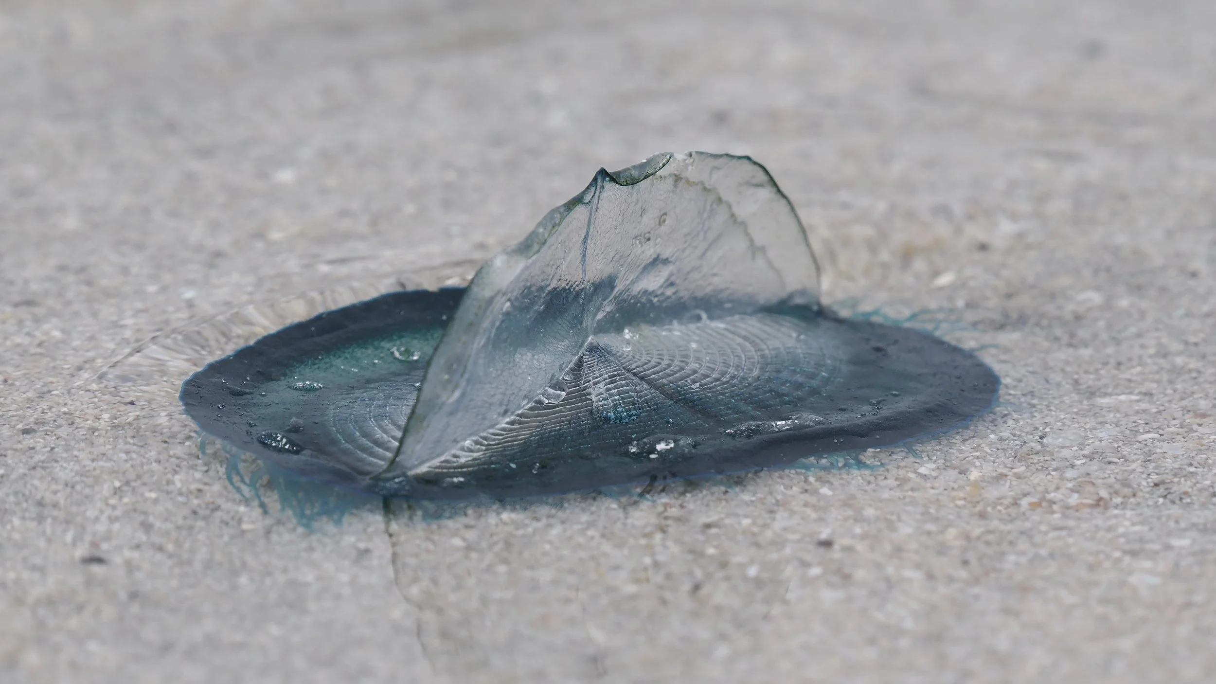 By-the-wind-sailor, beach combing is popular activity on this tour