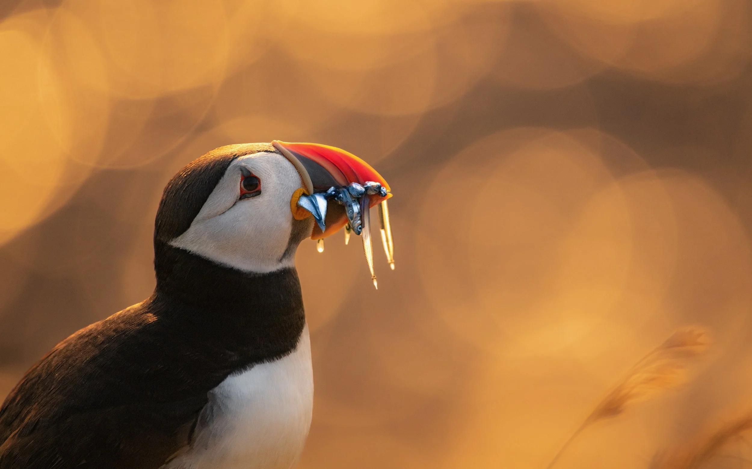 Puffins at Sumburgh Head Lighthouse ©Rachel Bigsby