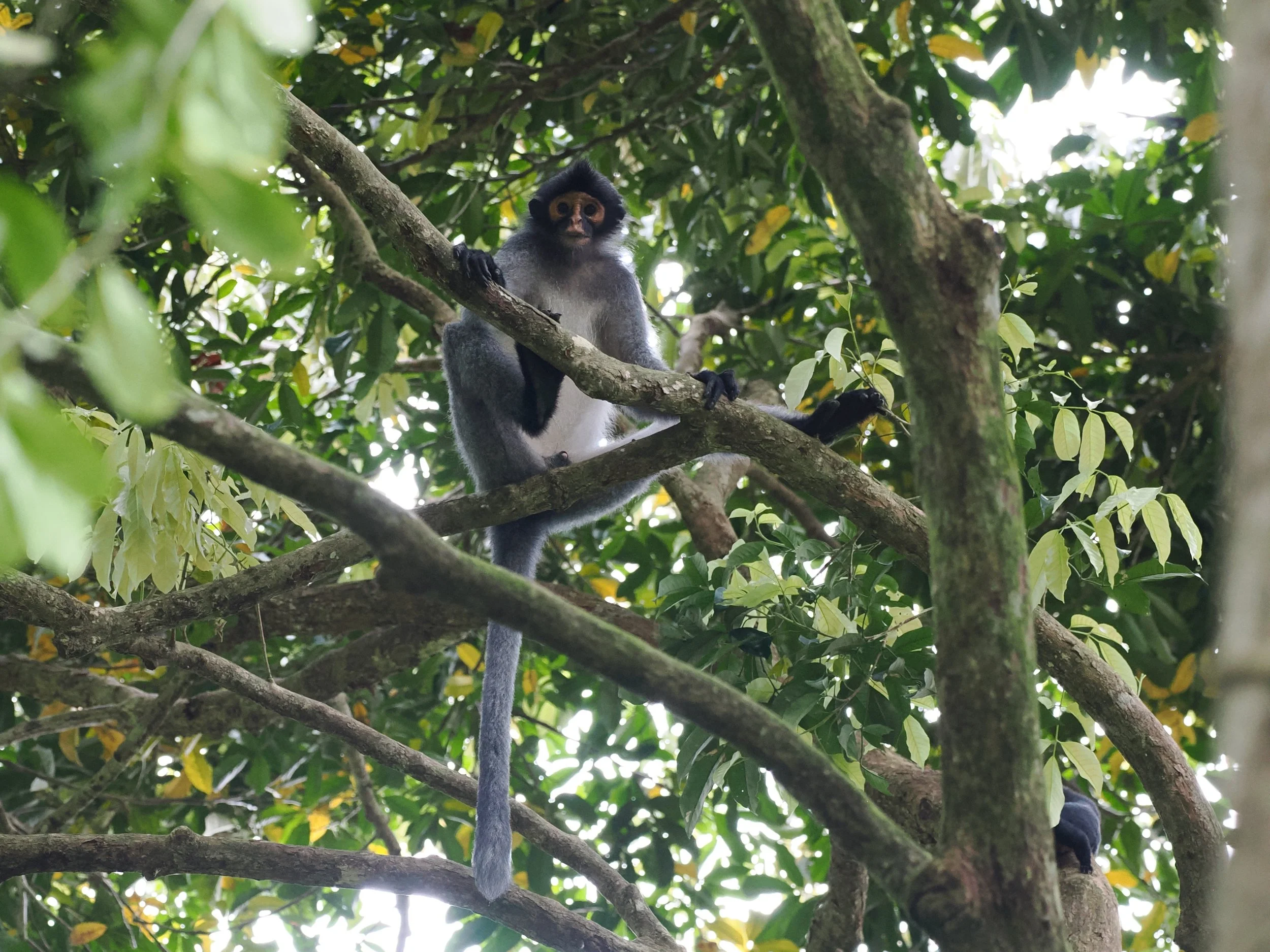 Hose's Langur