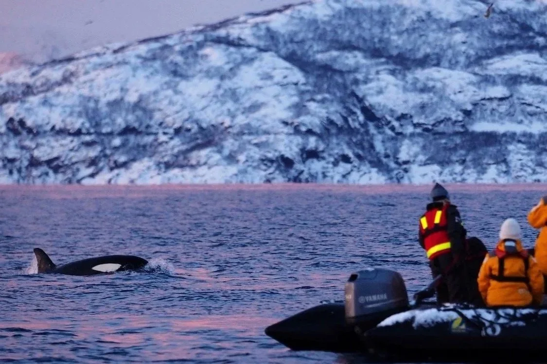 Orca watching, Norway (c) Christian Engelke