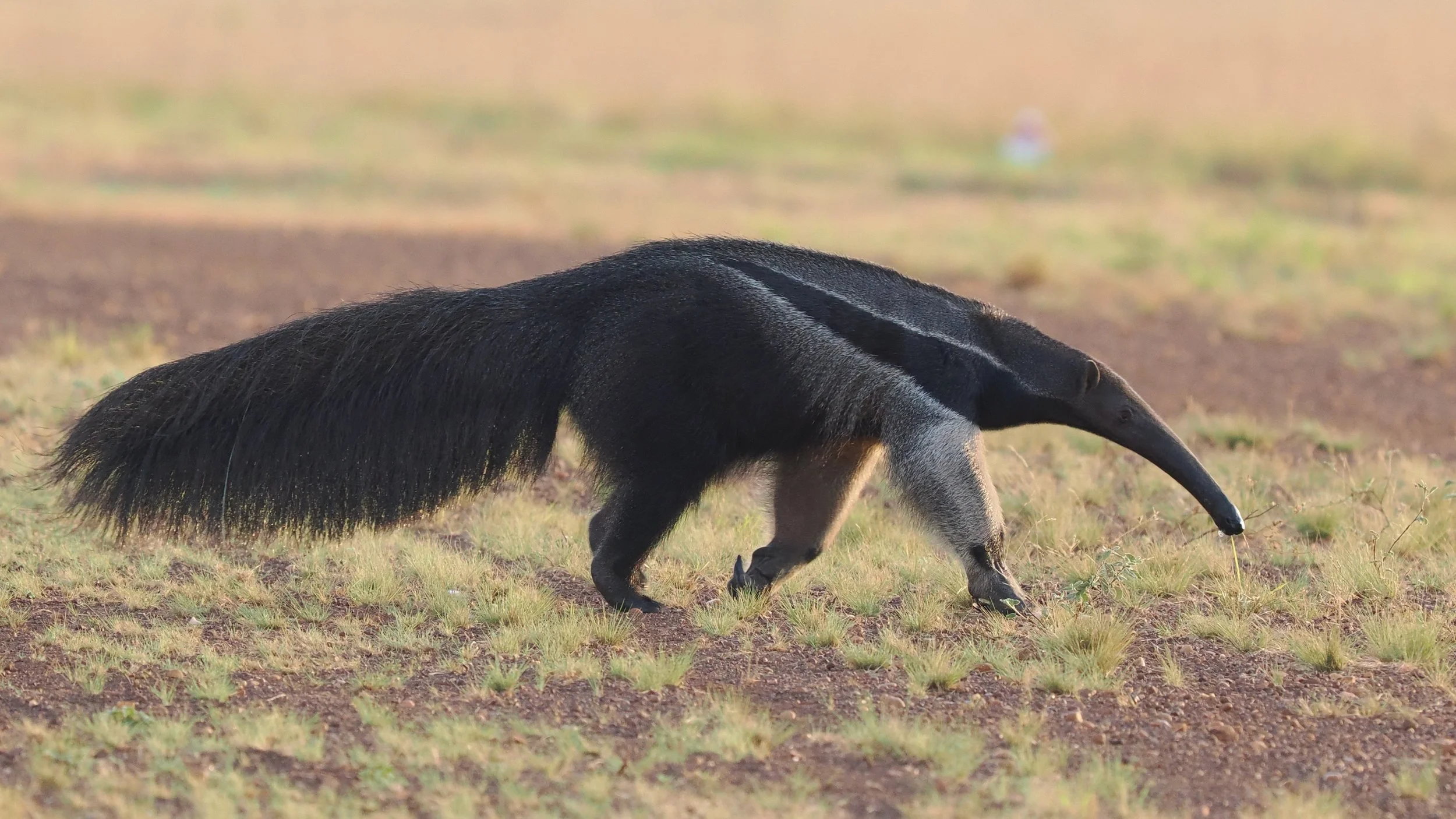 Giant Armadillo, a target at Karanambu