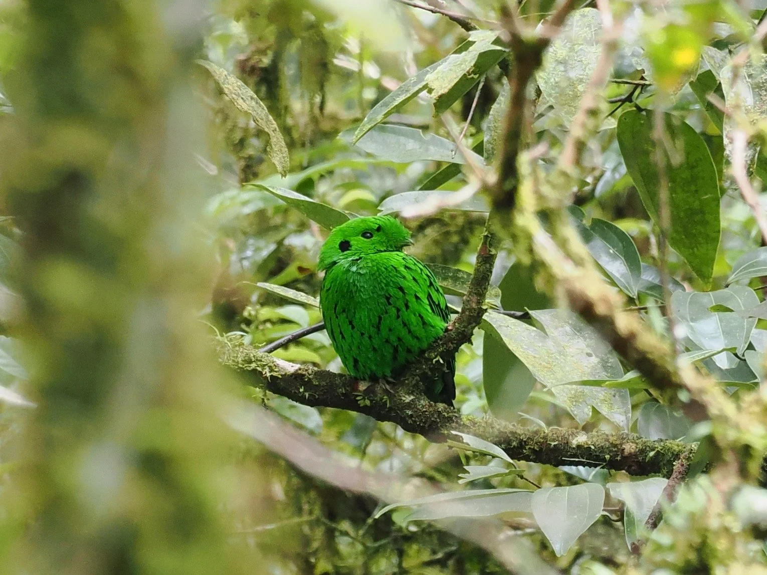 Whitehead's Broadbill, a Bornean endemic