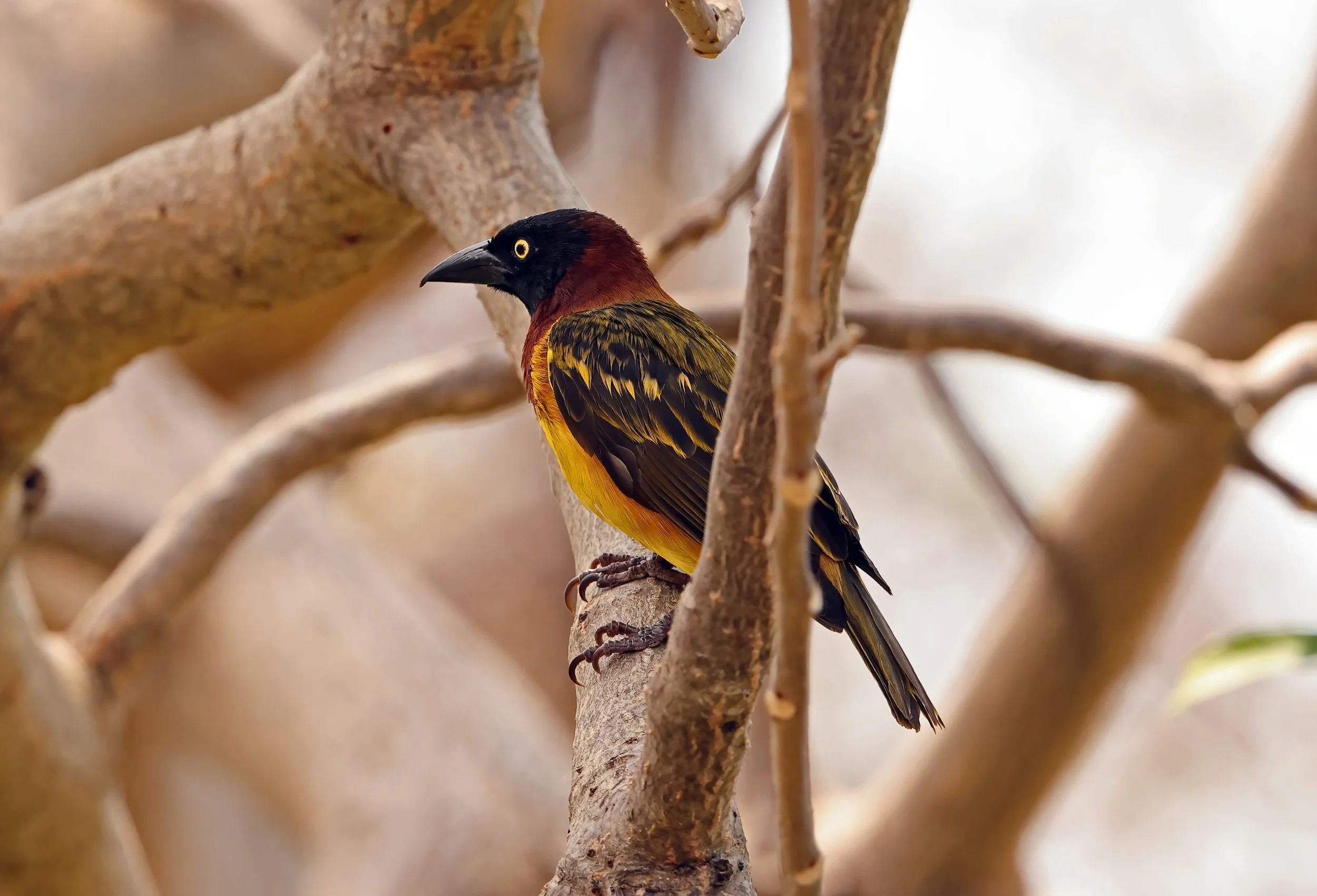 Giant Weaver © Neil Bowman
