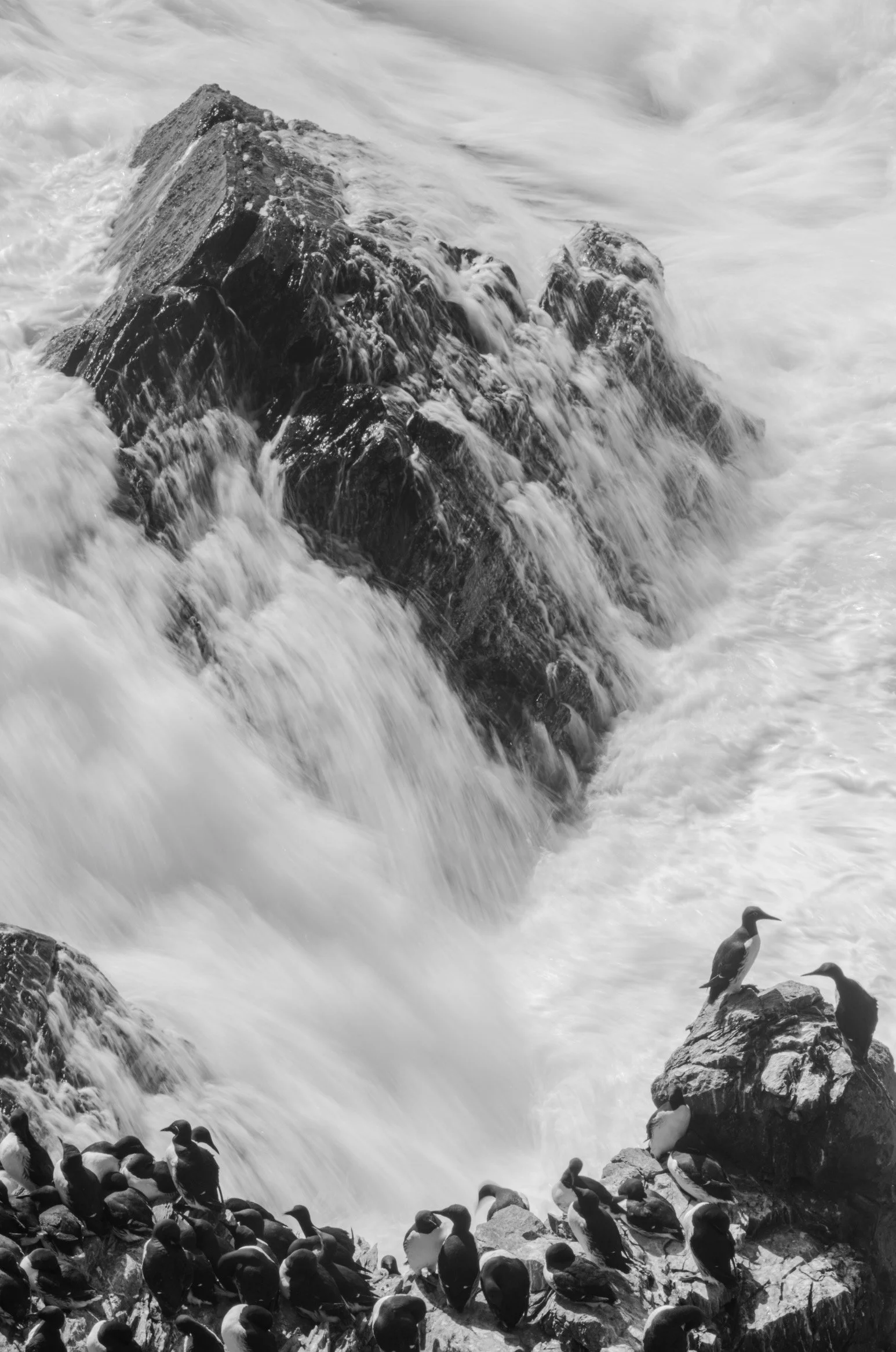 Heavy seas and auks ©Rachel Bigsby