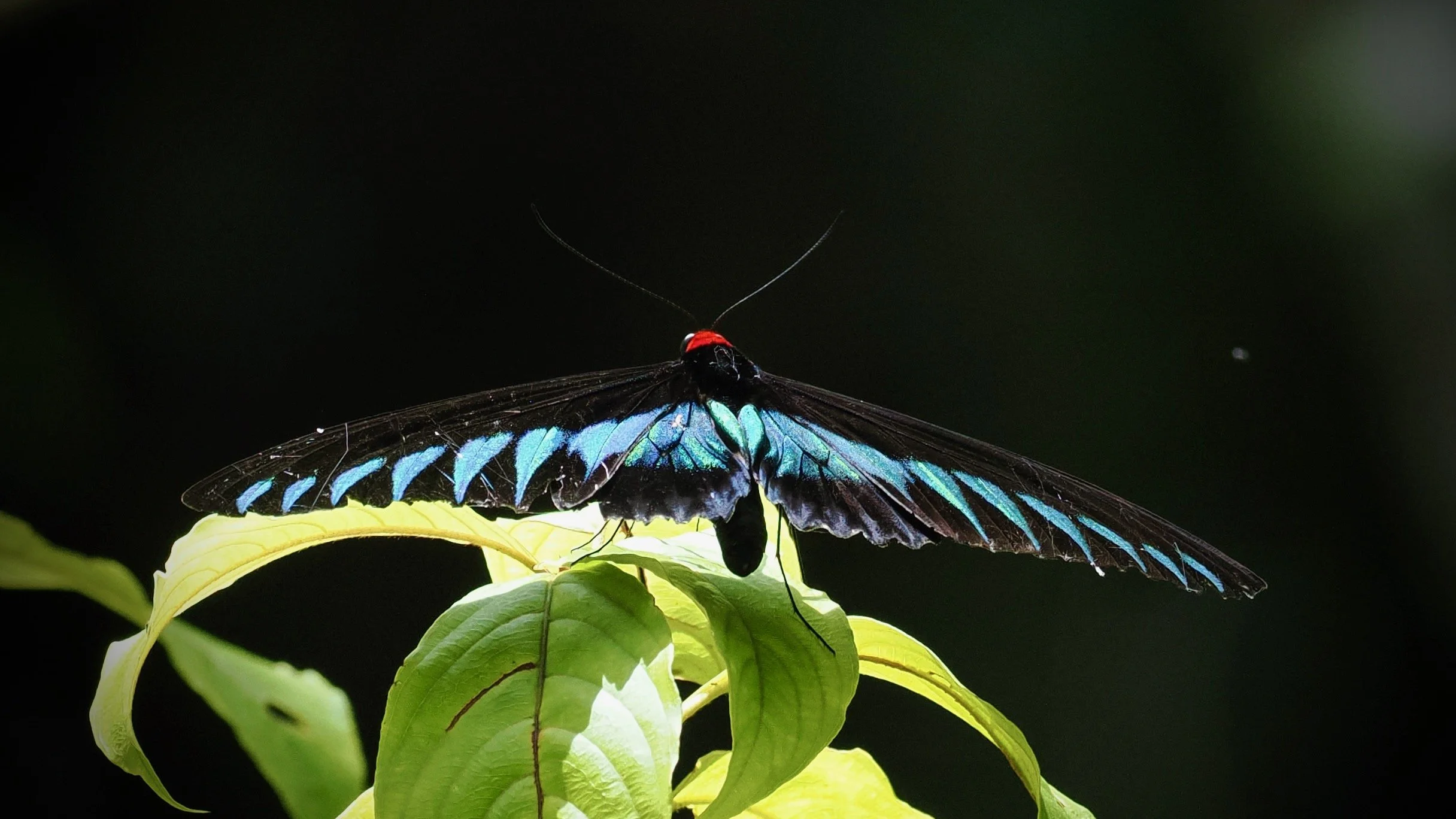 Raja Brooke's Birdwing