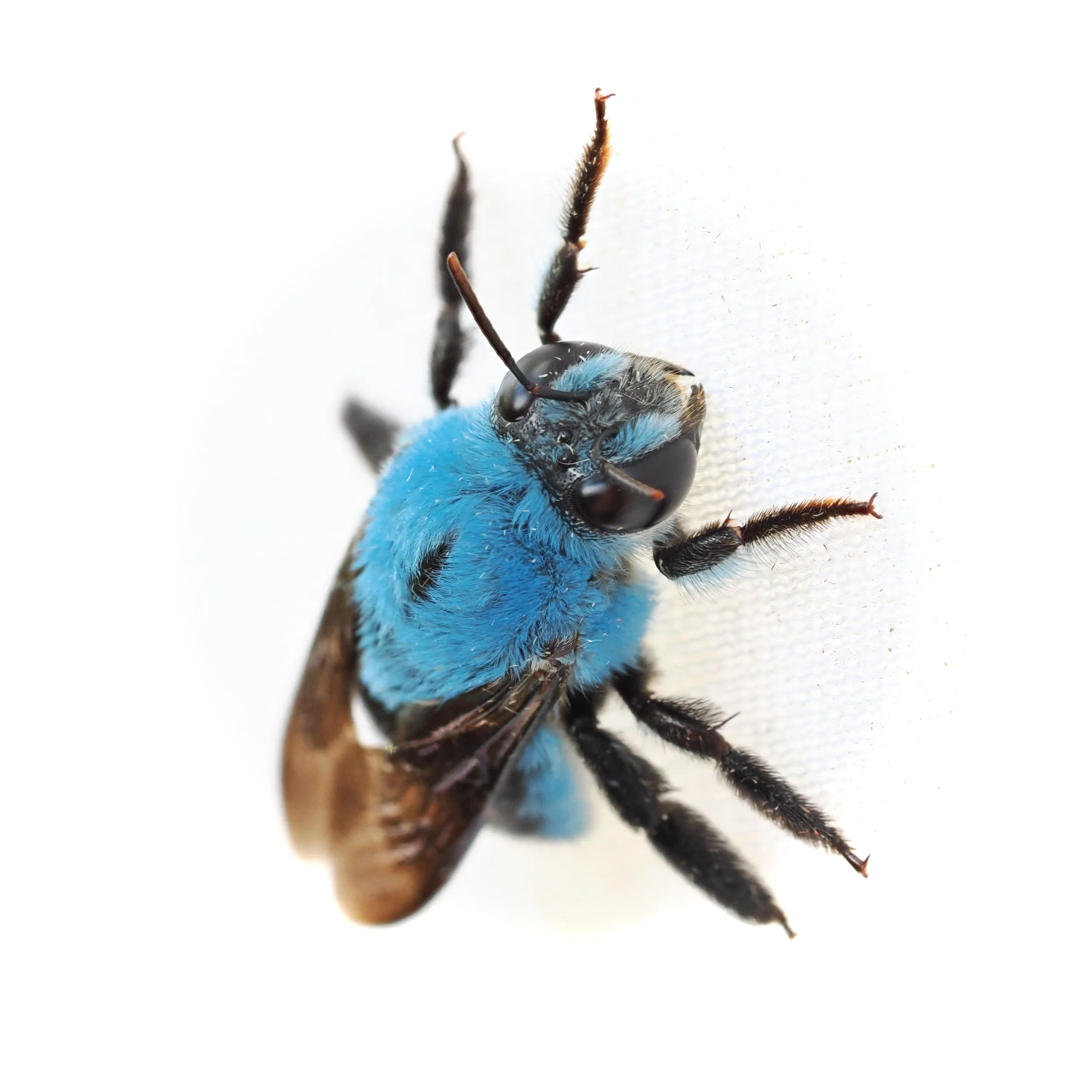 Blue Bumblebee