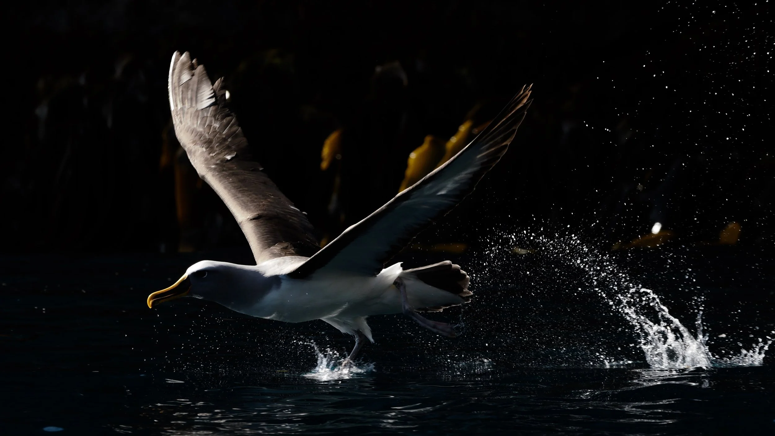 Buller's Albatross